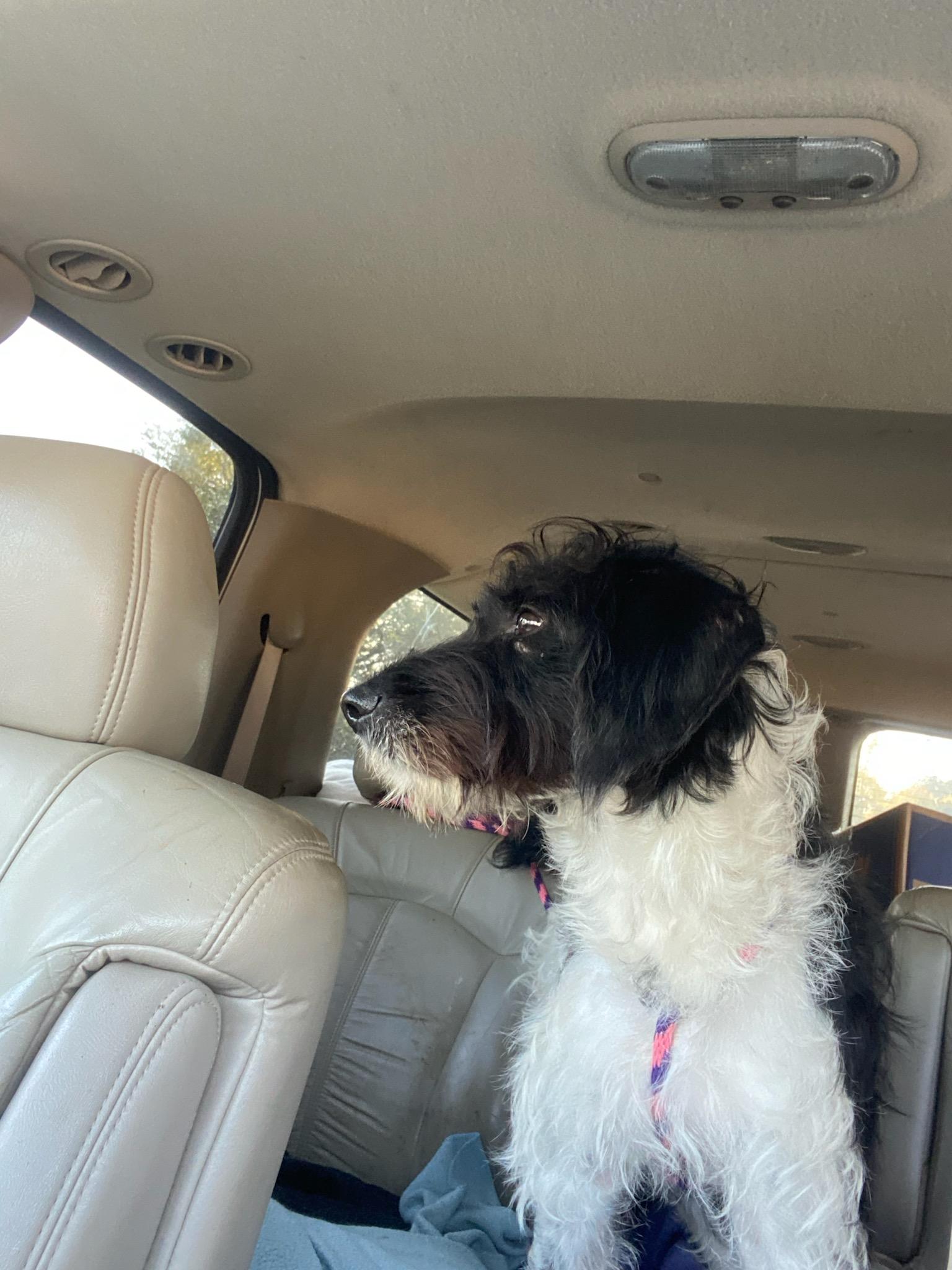 Milton, a Adoptable Schnoodle in Cumming, GA image 2/4