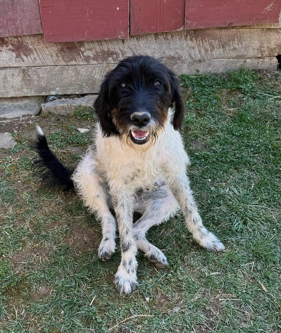 Milton, Adoptable, Young Male German Shorthaired Pointer & Standard Poodle.