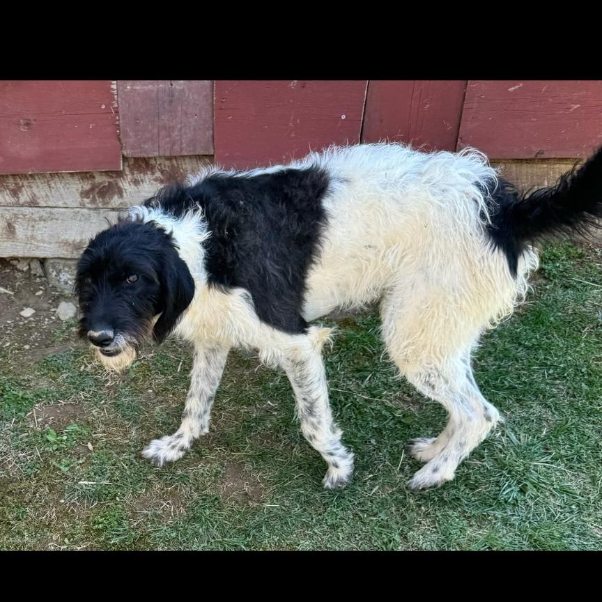 Milton, a Adoptable Schnoodle in Cumming, GA image 1/4