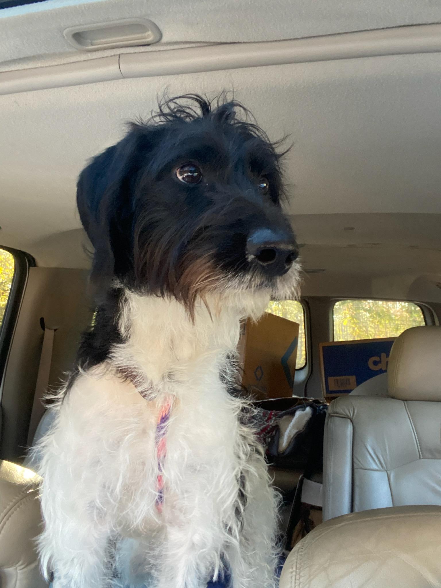 Milton, a Adoptable Schnoodle in Cumming, GA image 4/4