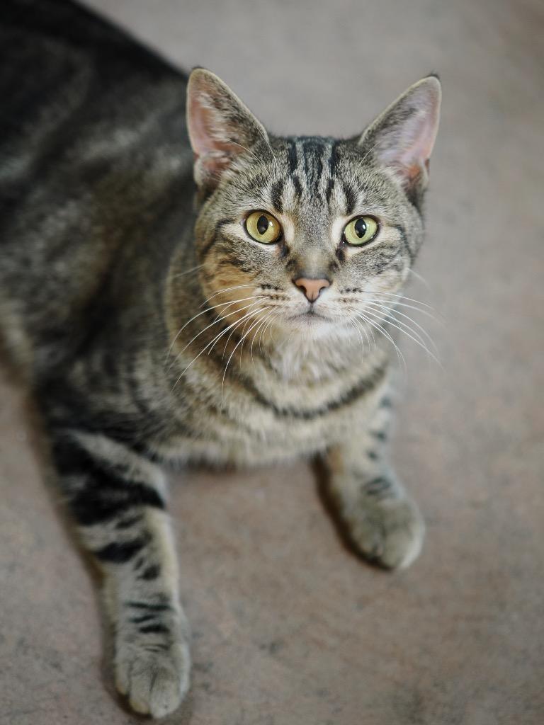 Enlarge Tom, a Adoptable mixed breed in Cincinnati, OH image 2/4