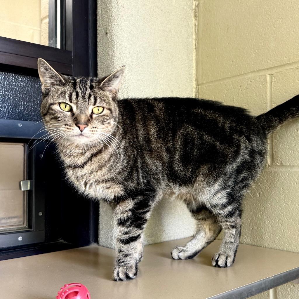 Enlarge Tom, a Adoptable mixed breed in Cincinnati, OH image 3/4