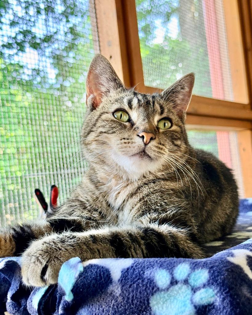 Enlarge Tom, a Adoptable mixed breed in Cincinnati, OH image 4/5