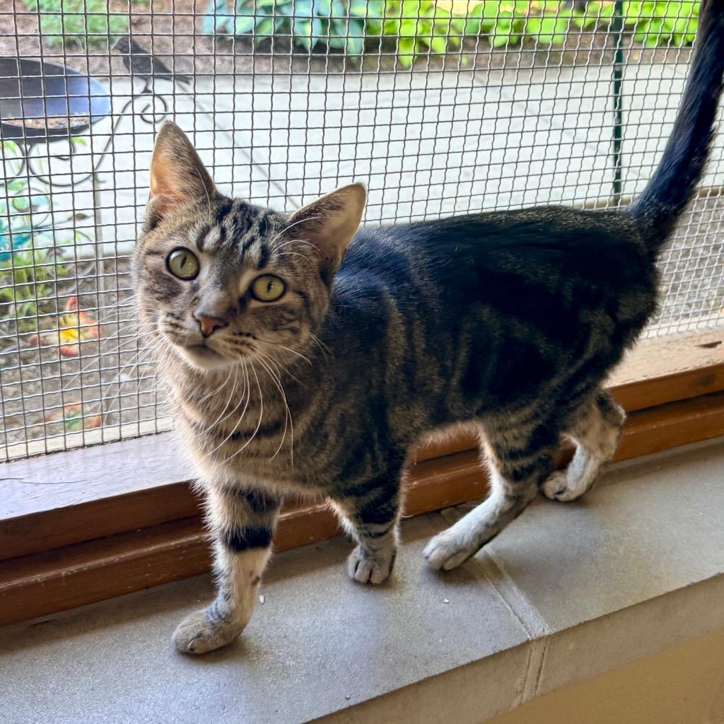 Enlarge Tom, a Adoptable mixed breed in Cincinnati, OH image 4/4