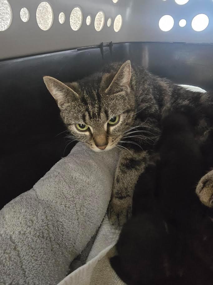 Gatita, Adoptable, Young Female Domestic Short Hair.