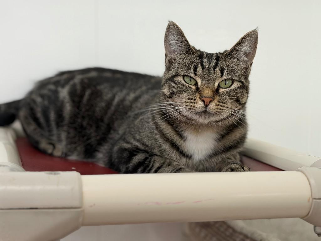 Enlarge Gatita, a Adoptable mixed breed in Glenfield, NY image 2/4
