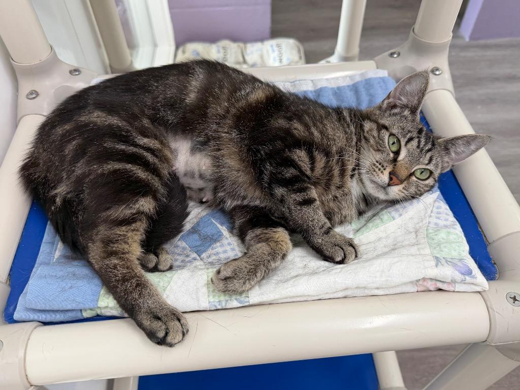 Gatita, a Adoptable mixed breed in Glenfield, NY image 2/3