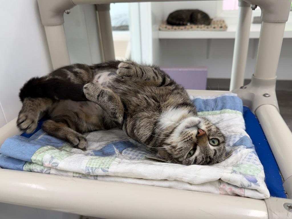 Gatita, a Adoptable mixed breed in Glenfield, NY image 3/3