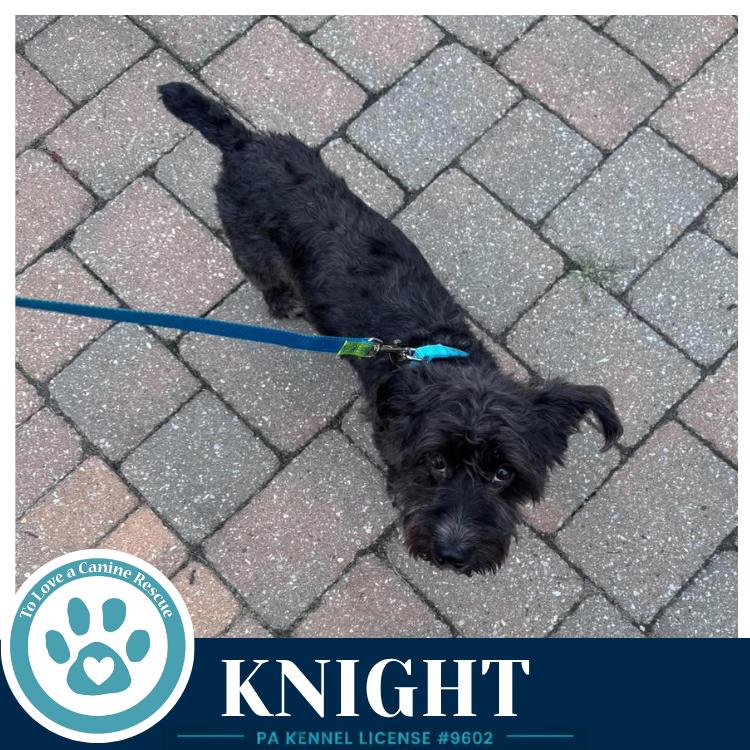 Enlarge Knight 091226, a Adoptable mixed breed in Kimberton, PA image 1/3