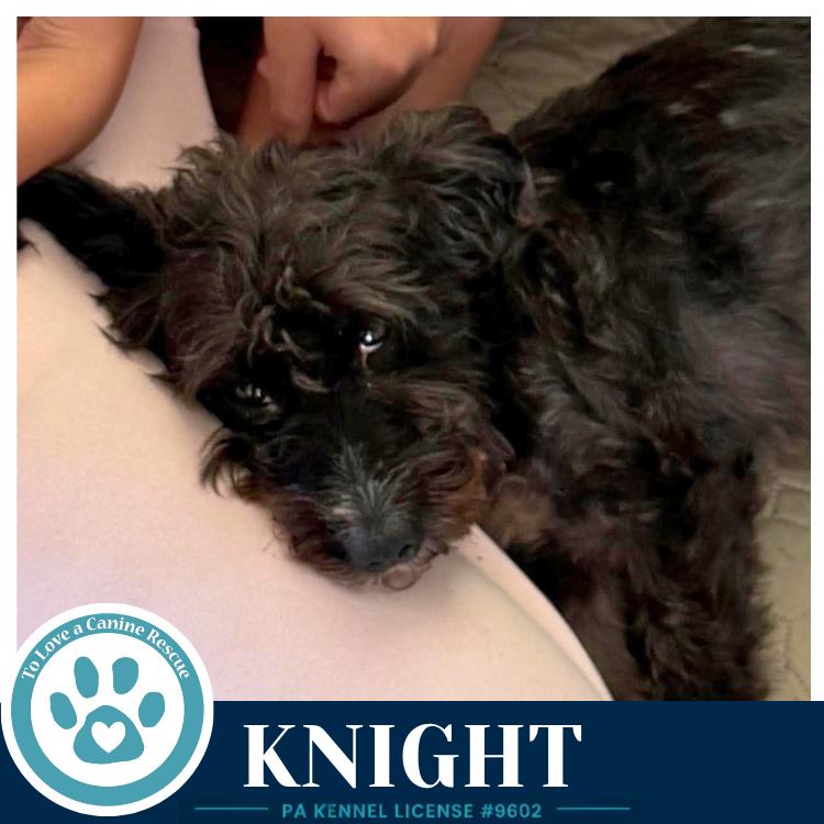 Enlarge Knight 091226, a Adoptable mixed breed in Kimberton, PA image 2/3