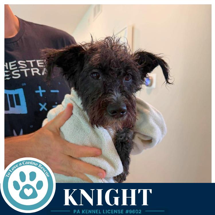 Enlarge Knight 091226, a Adoptable mixed breed in Kimberton, PA image 3/3