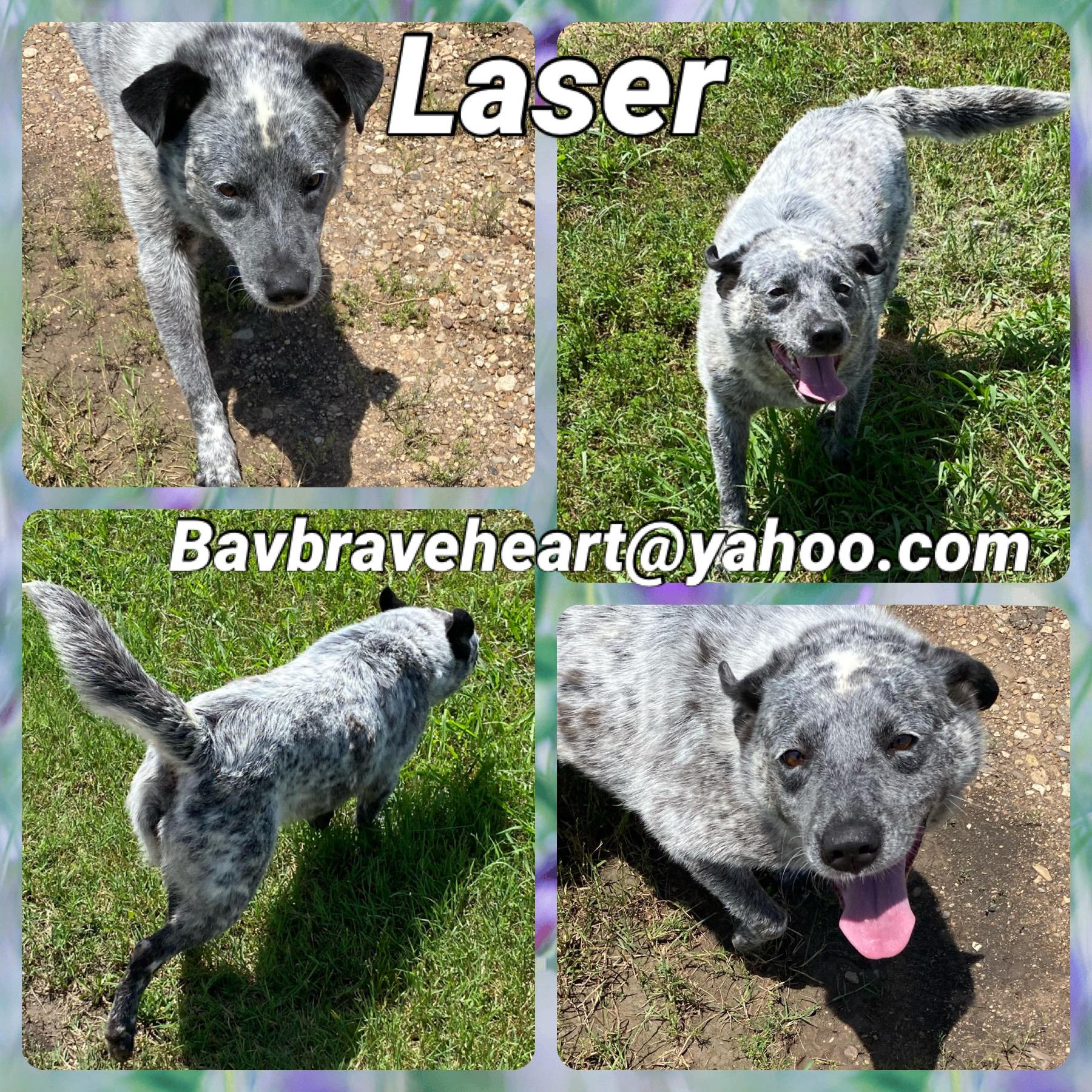 Laser, Adoptable, Adult Female Australian Cattle Dog / Blue Heeler.