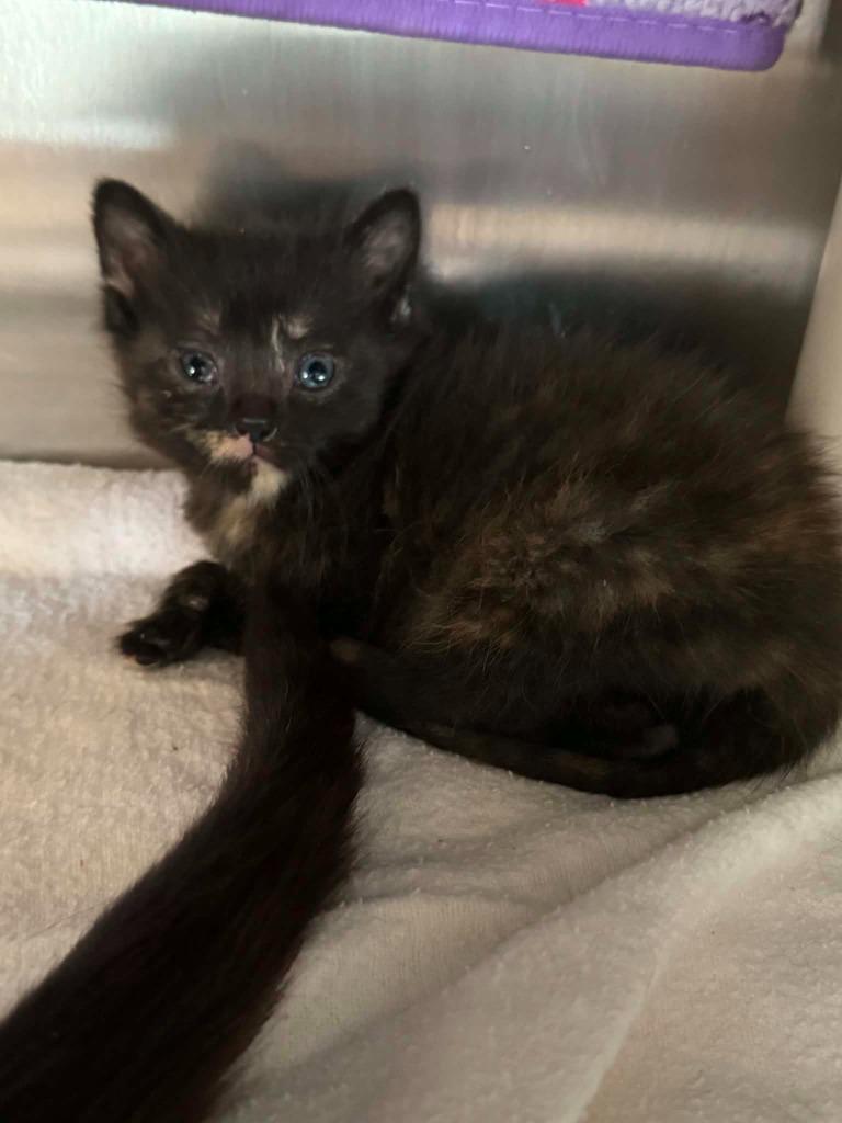 Enlarge Tinky Winkie, a Adoptable mixed breed in Detroit, MI image 2/2