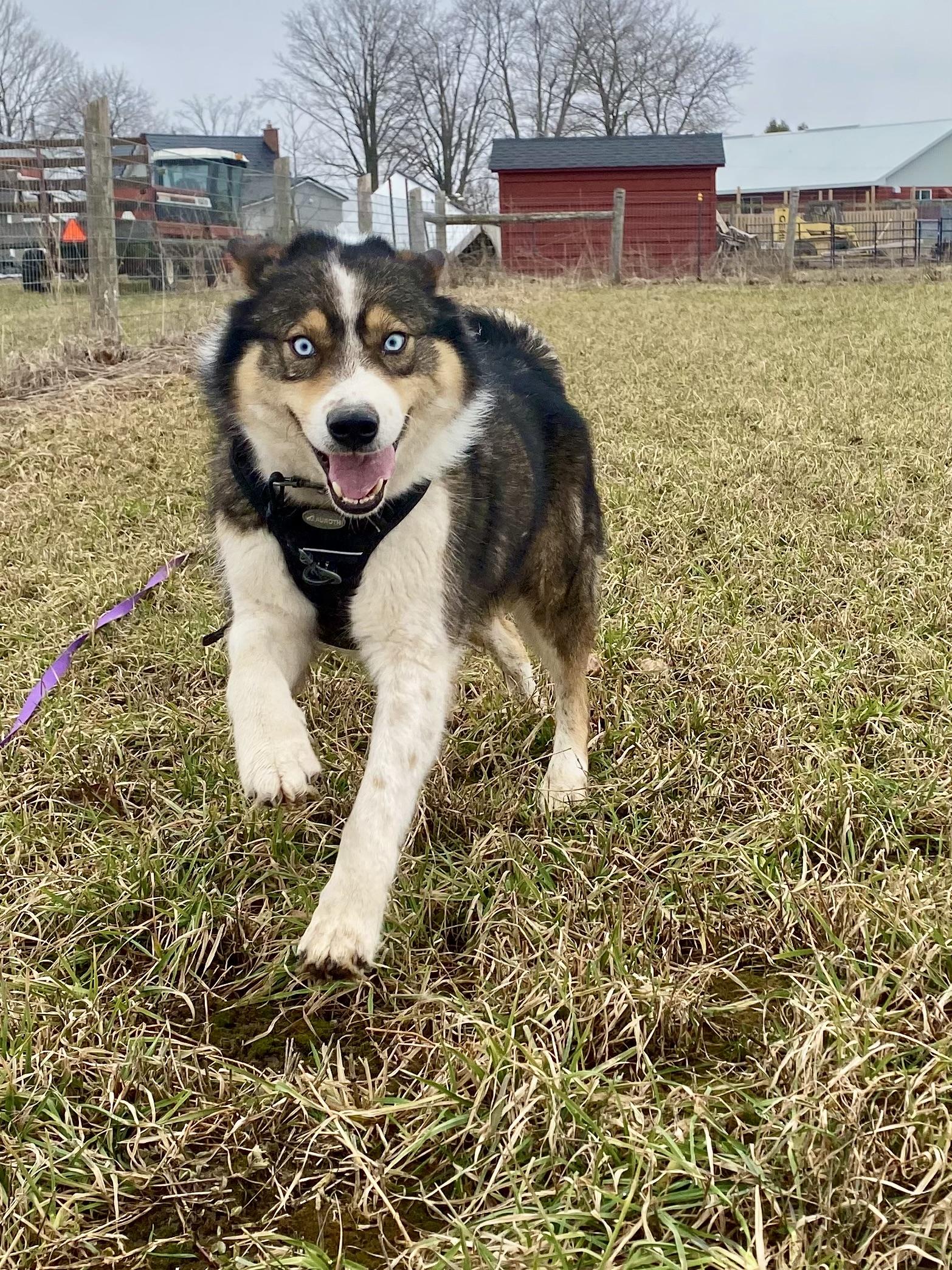 Enlarge Lou and Gerry, a ADOPTABLE mixed breed in Ilderton, ON image 3/5