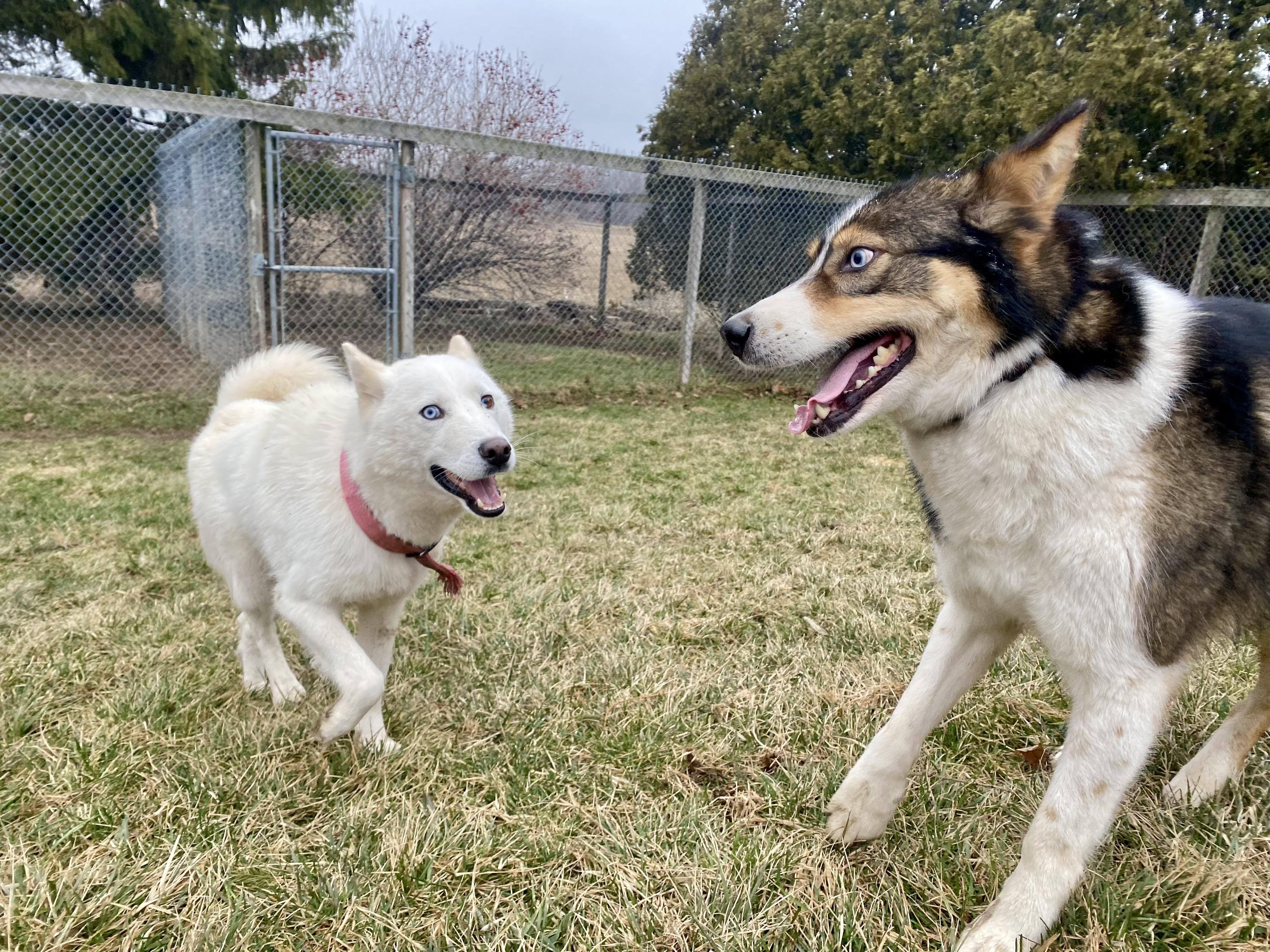 Enlarge Lou and Gerry, a ADOPTABLE mixed breed in Ilderton, ON image 4/5