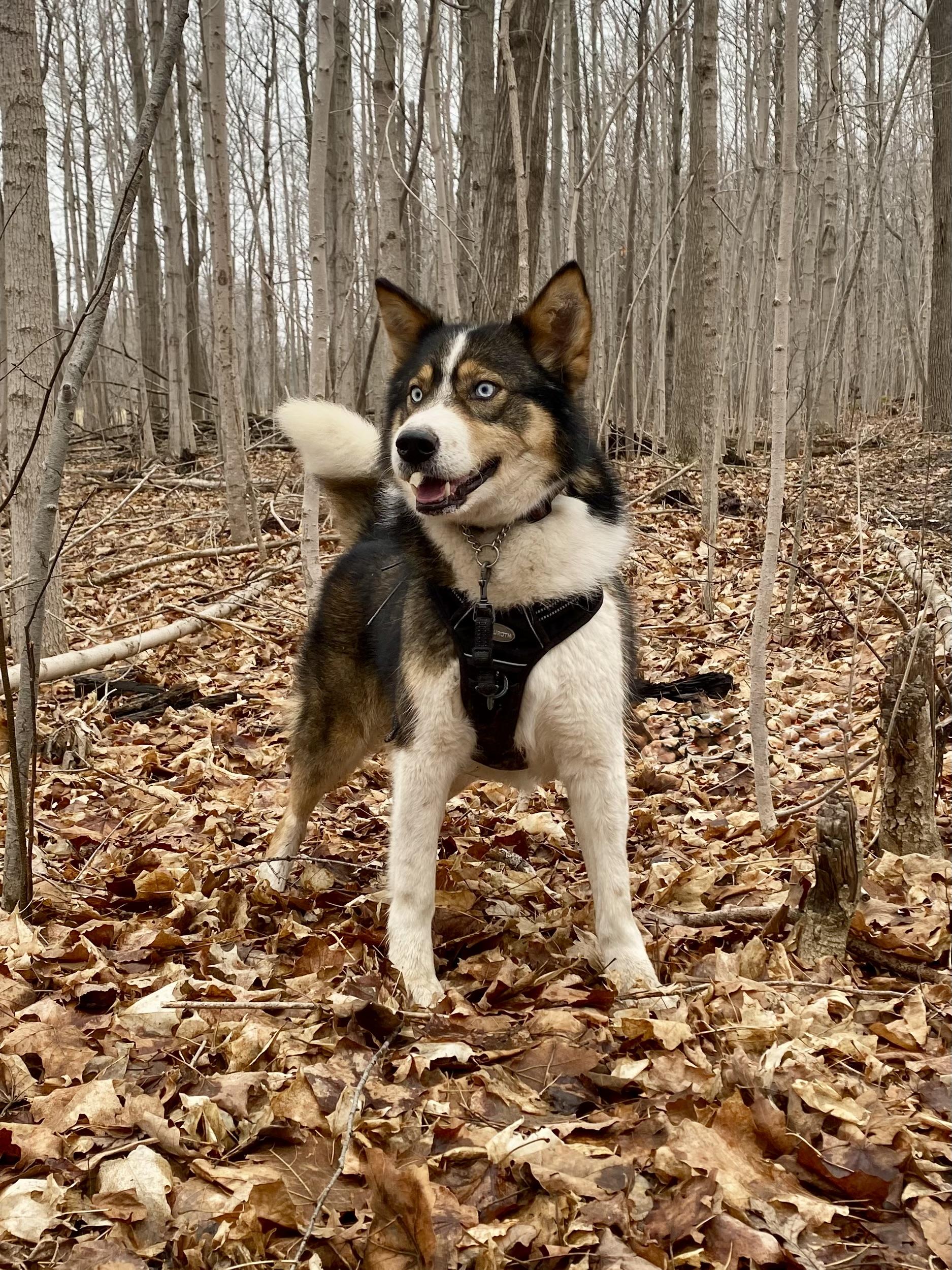 Enlarge Lou and Gerry, a ADOPTABLE mixed breed in Ilderton, ON image 1/5
