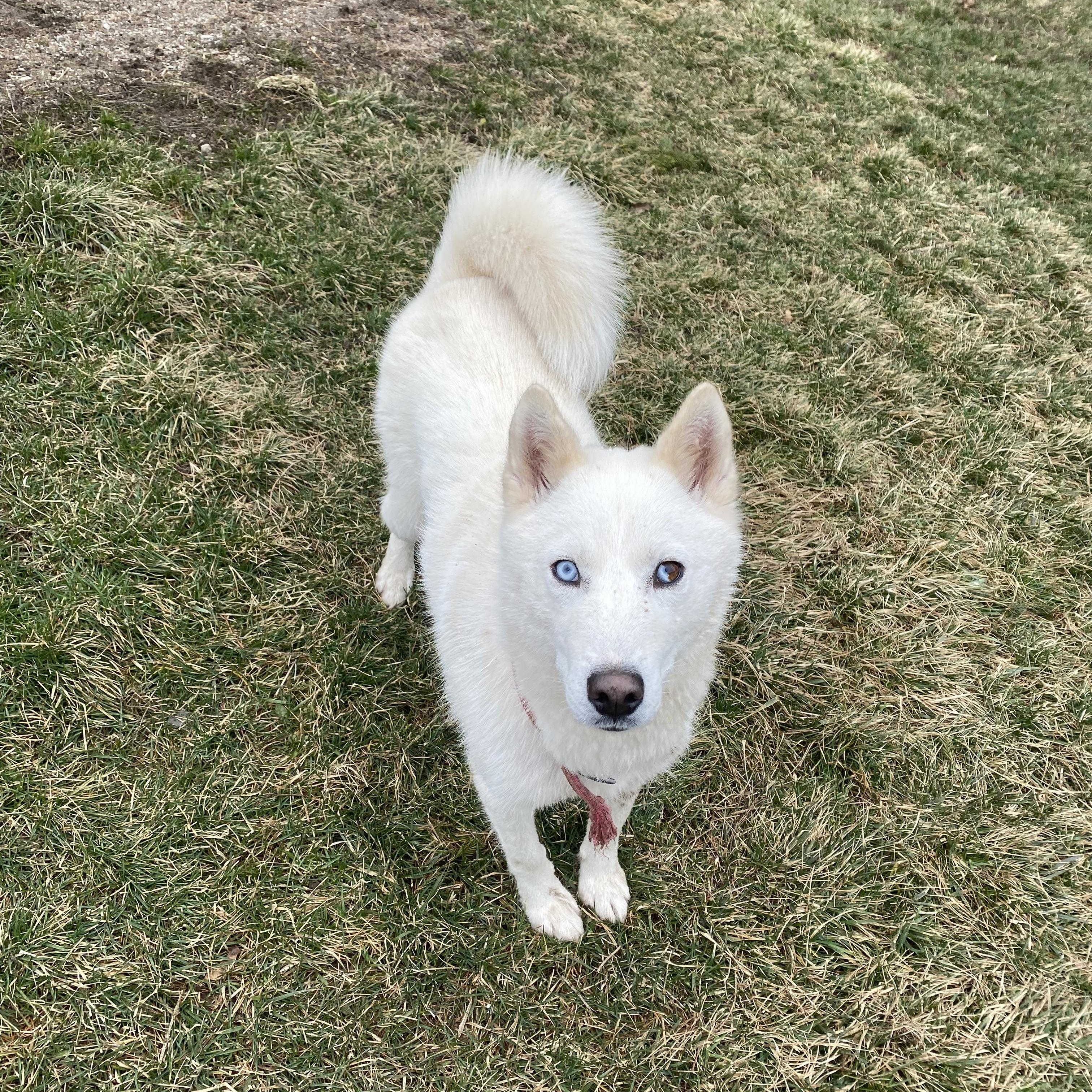 Enlarge Lou and Gerry, a ADOPTABLE mixed breed in Ilderton, ON image 2/5