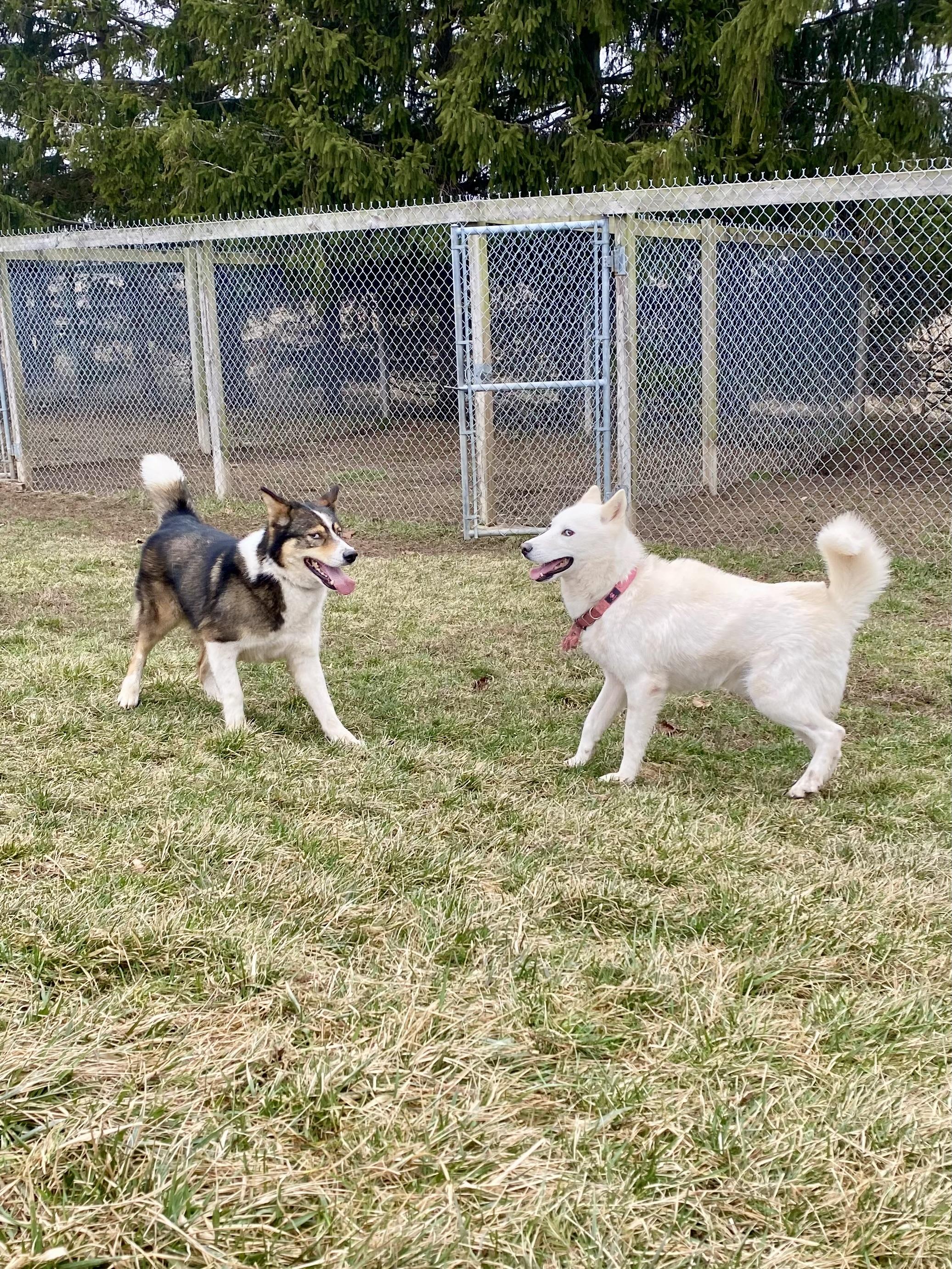 Enlarge Lou and Gerry, a ADOPTABLE mixed breed in Ilderton, ON image 5/5