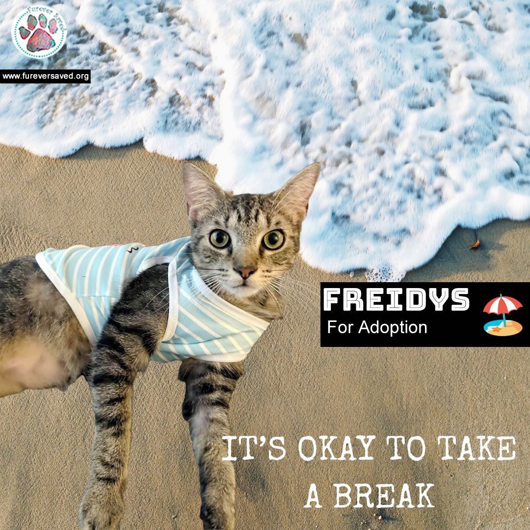 Enlarge Freidys, a Adoptable Domestic Short Hair in Gaithersburg, MD image 2/4