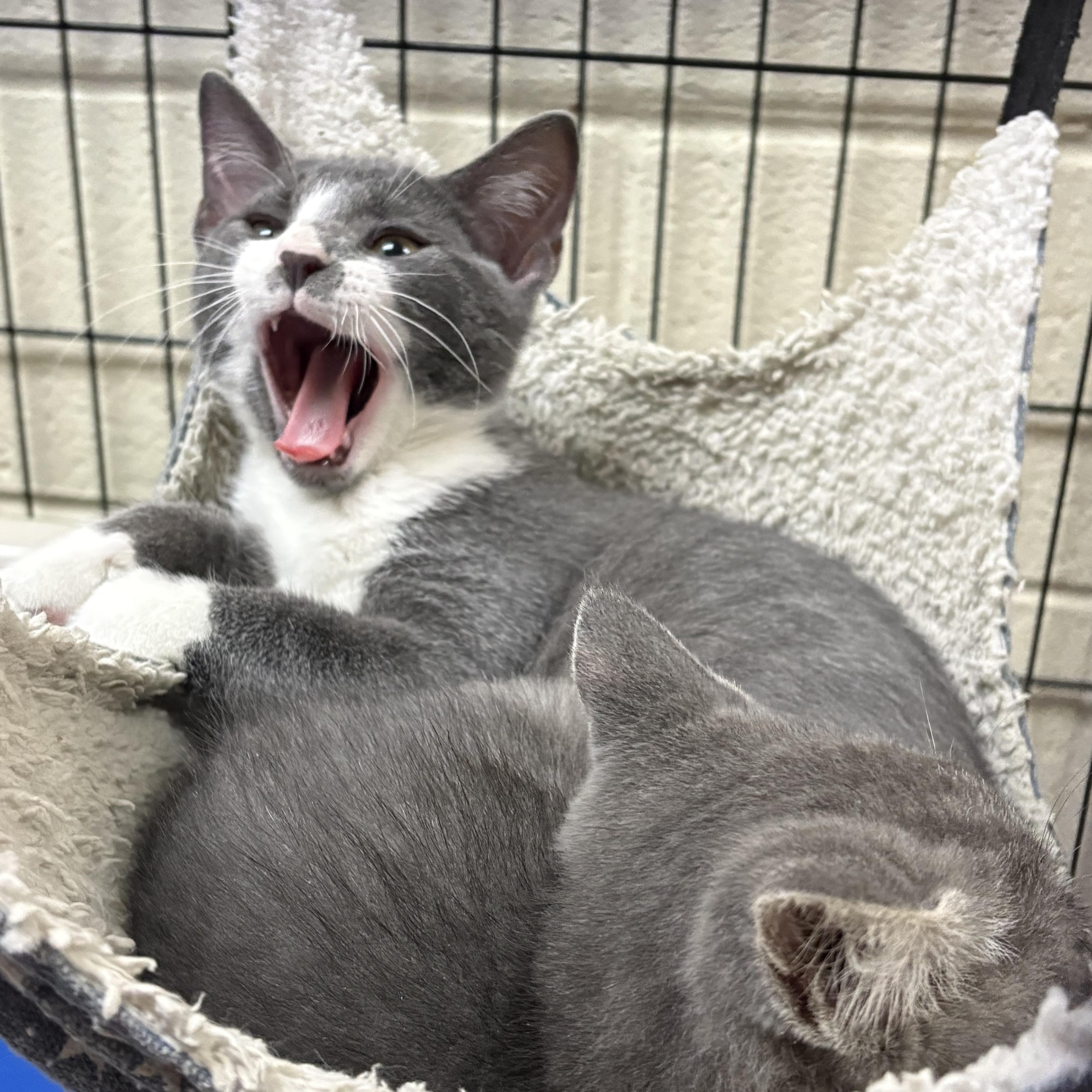 Enlarge Curly & Lucille, a Adopted Domestic Short Hair in Wantagh, NY image 2/3