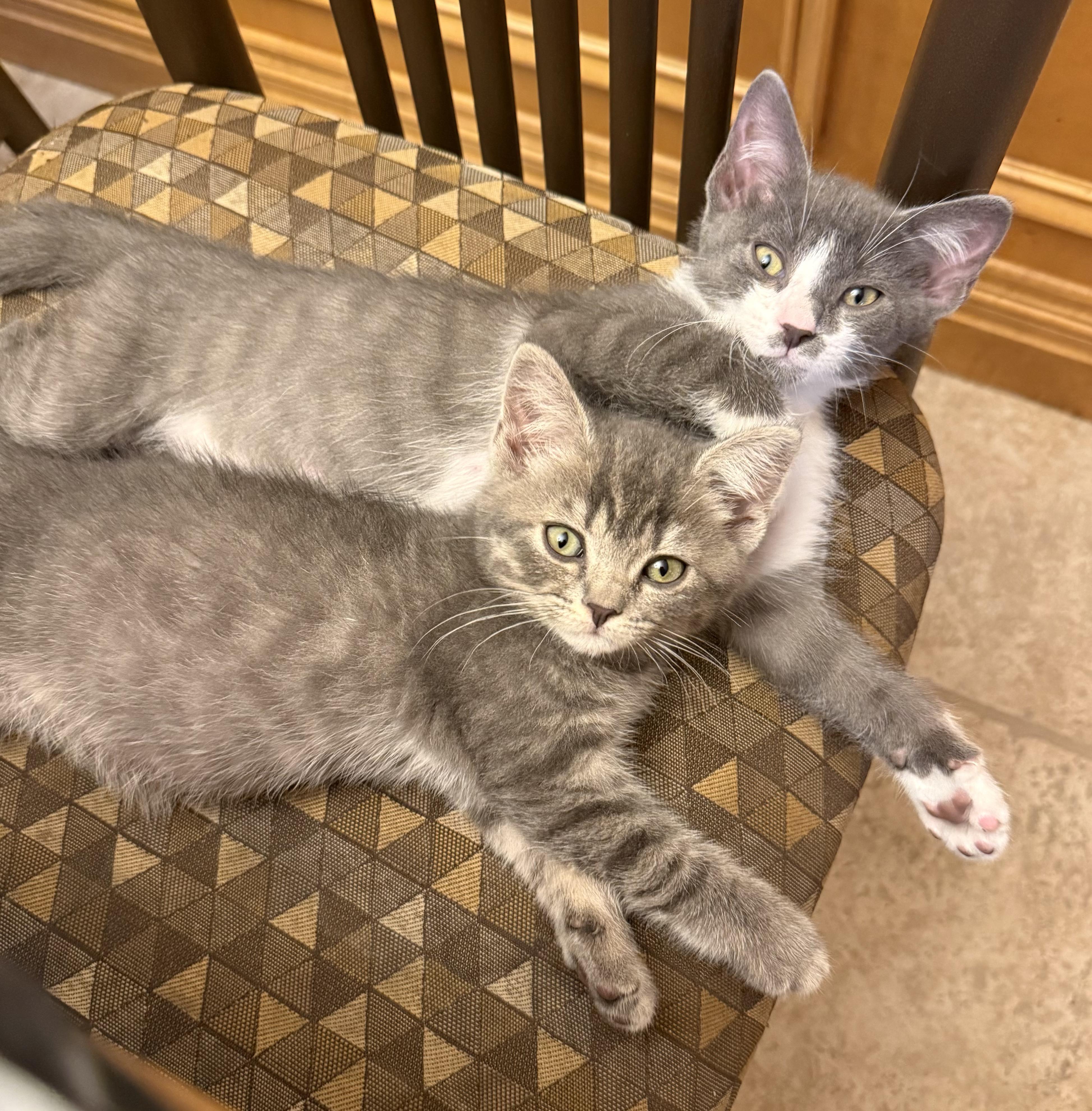 Curly & Lucille, Adopted, Kitten Female Domestic Short Hair.