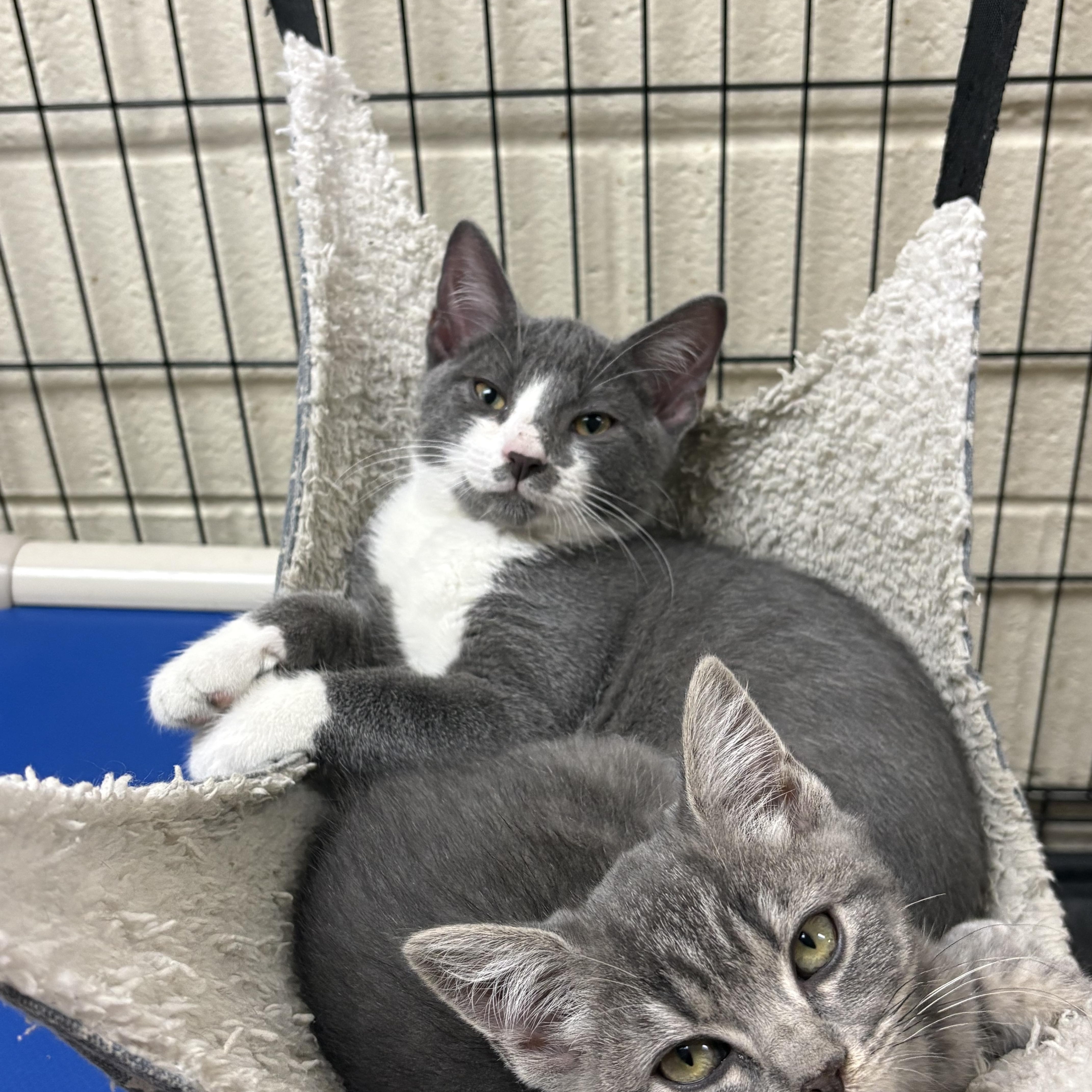 Enlarge Curly & Lucille, a Adopted Domestic Short Hair in Wantagh, NY image 3/3