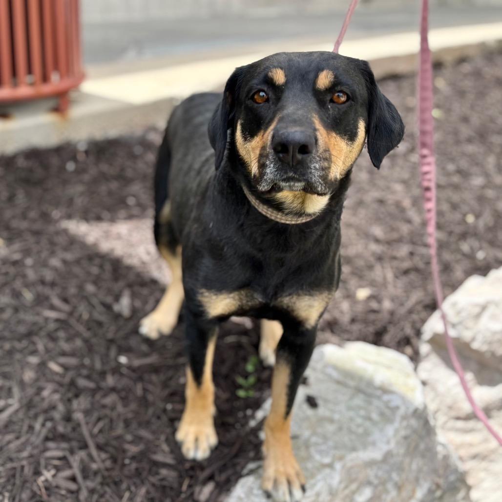 ZaLa, Adoptable, Adult Female Mixed Breed.