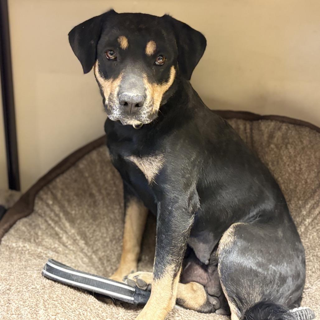 Enlarge ZaLa, a Adoptable Mixed Breed in Park City, UT image 2/6