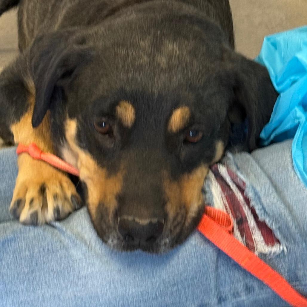 Enlarge ZaLa, a Adoptable Mixed Breed in Park City, UT image 3/6