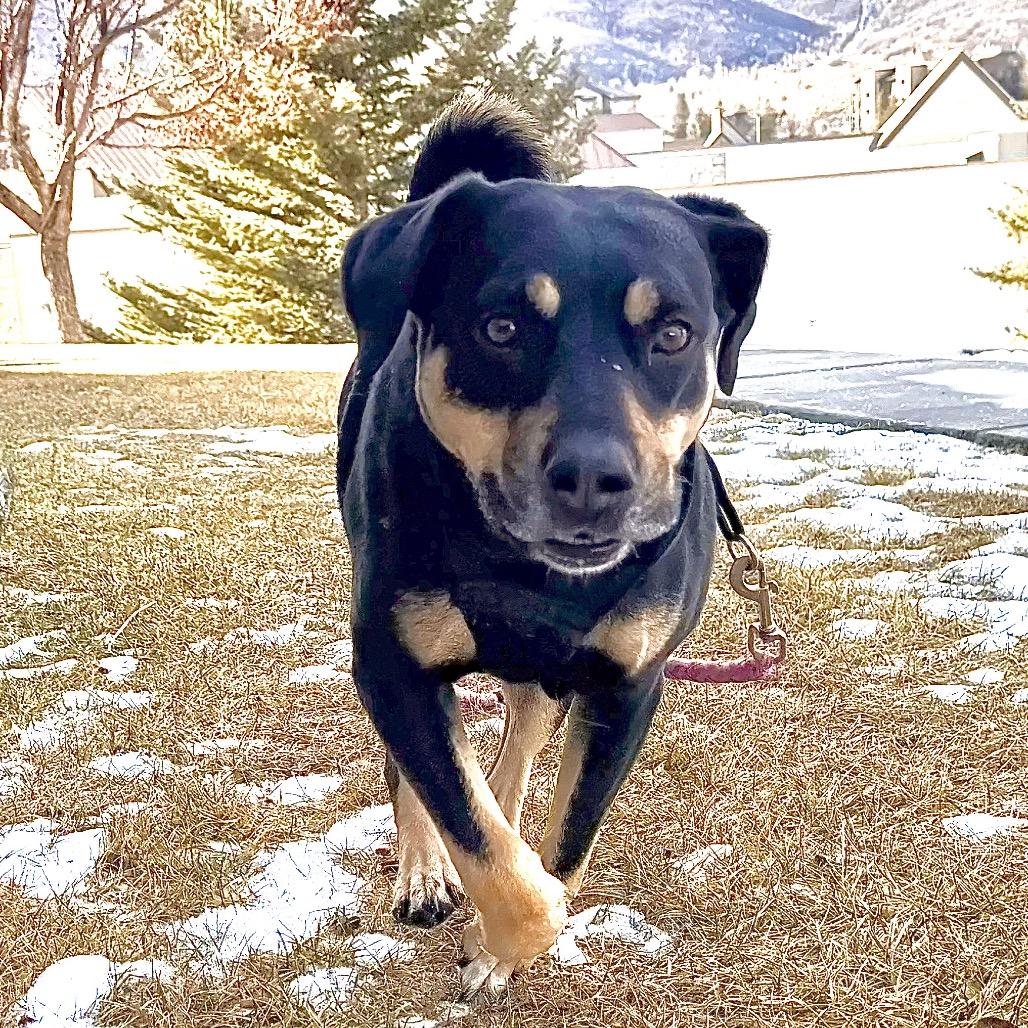 Enlarge ZaLa, a Adoptable Mixed Breed in Park City, UT image 4/6