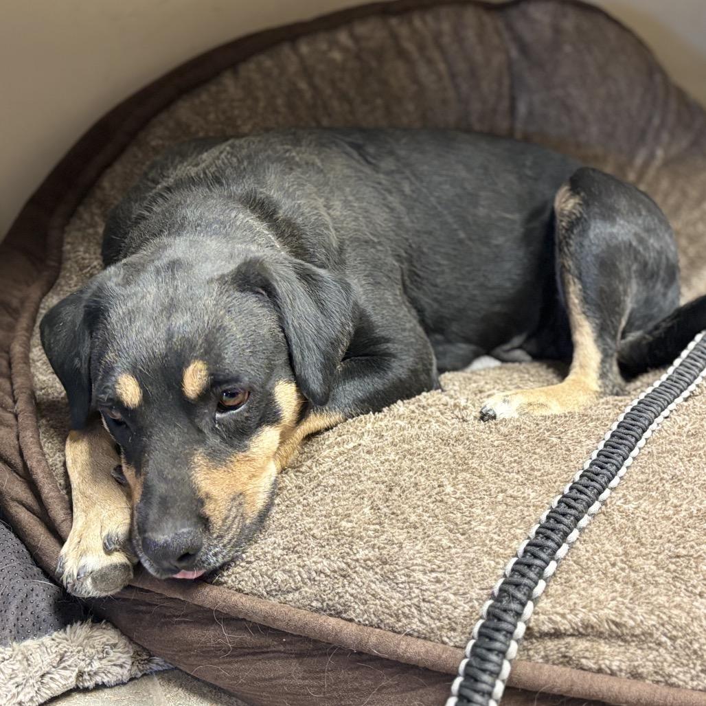 Enlarge ZaLa, a Adoptable Mixed Breed in Park City, UT image 5/6