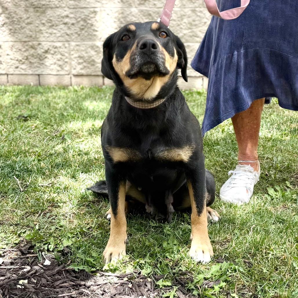 Enlarge ZaLa, a Adoptable Mixed Breed in Park City, UT image 6/6