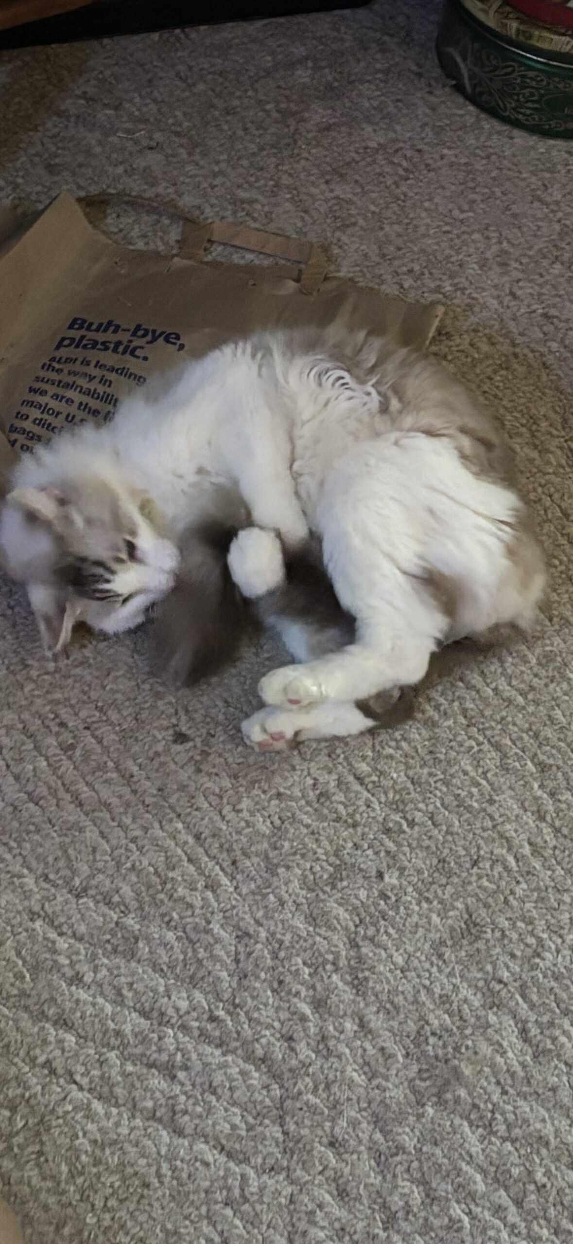 Buddy (& Gizmo), a Adoptable Turkish Angora in Orlando, FL image 3/6