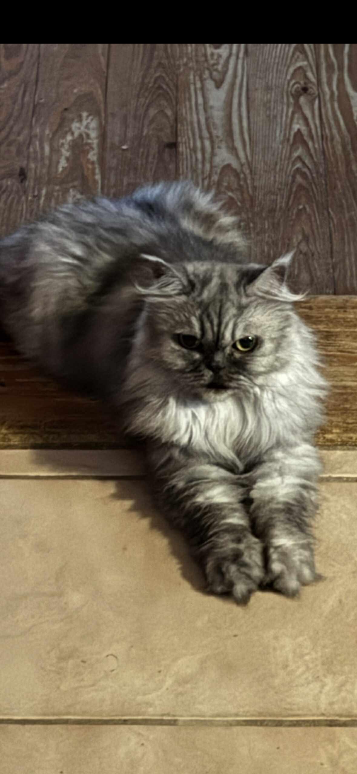 Buddy (& Gizmo), a Adoptable Turkish Angora in Orlando, FL image 6/6