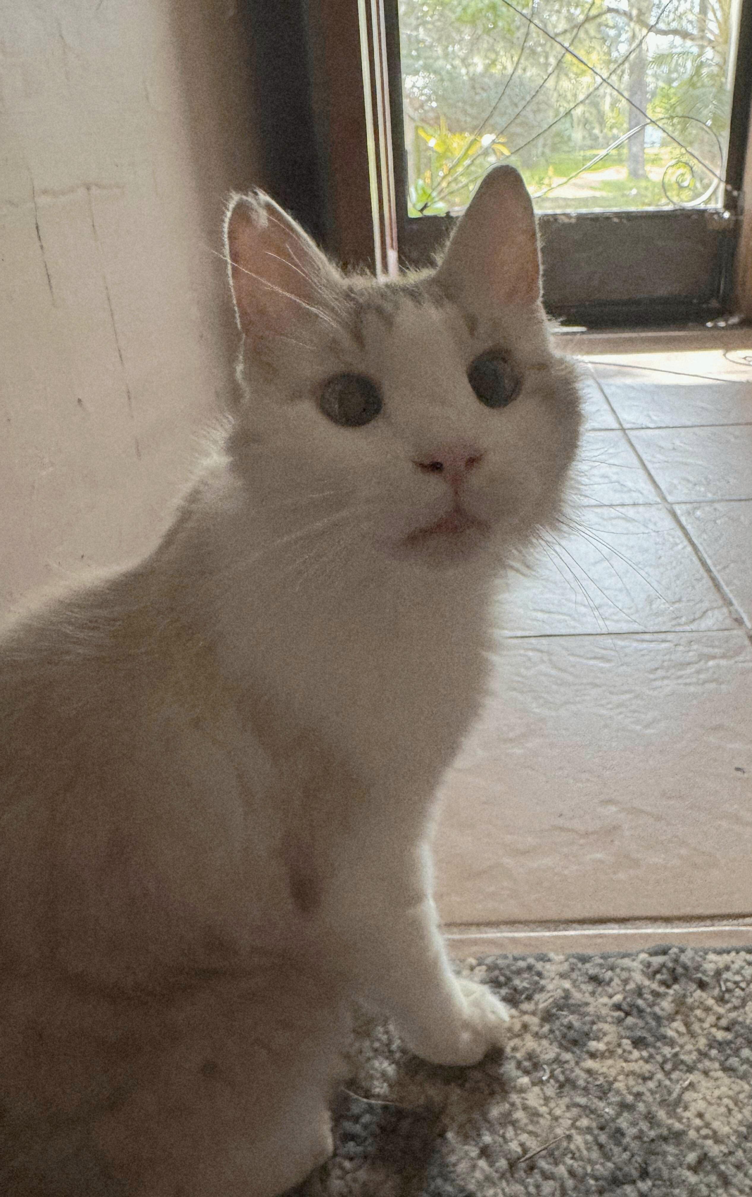 Buddy (& Gizmo), Adoptable, Senior Male Turkish Angora.