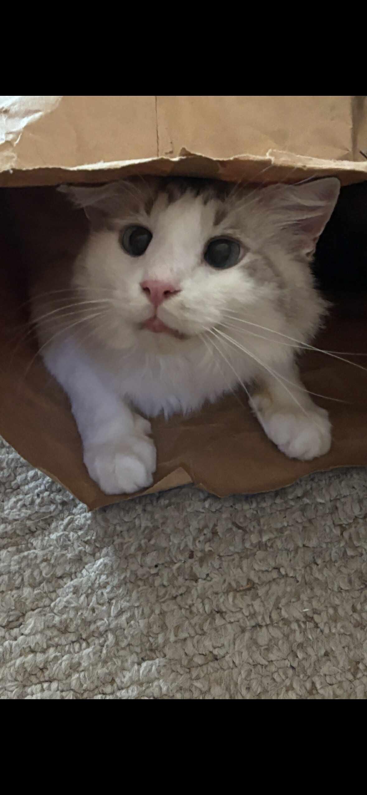 Buddy (& Gizmo), a Adoptable Turkish Angora in Orlando, FL image 2/6