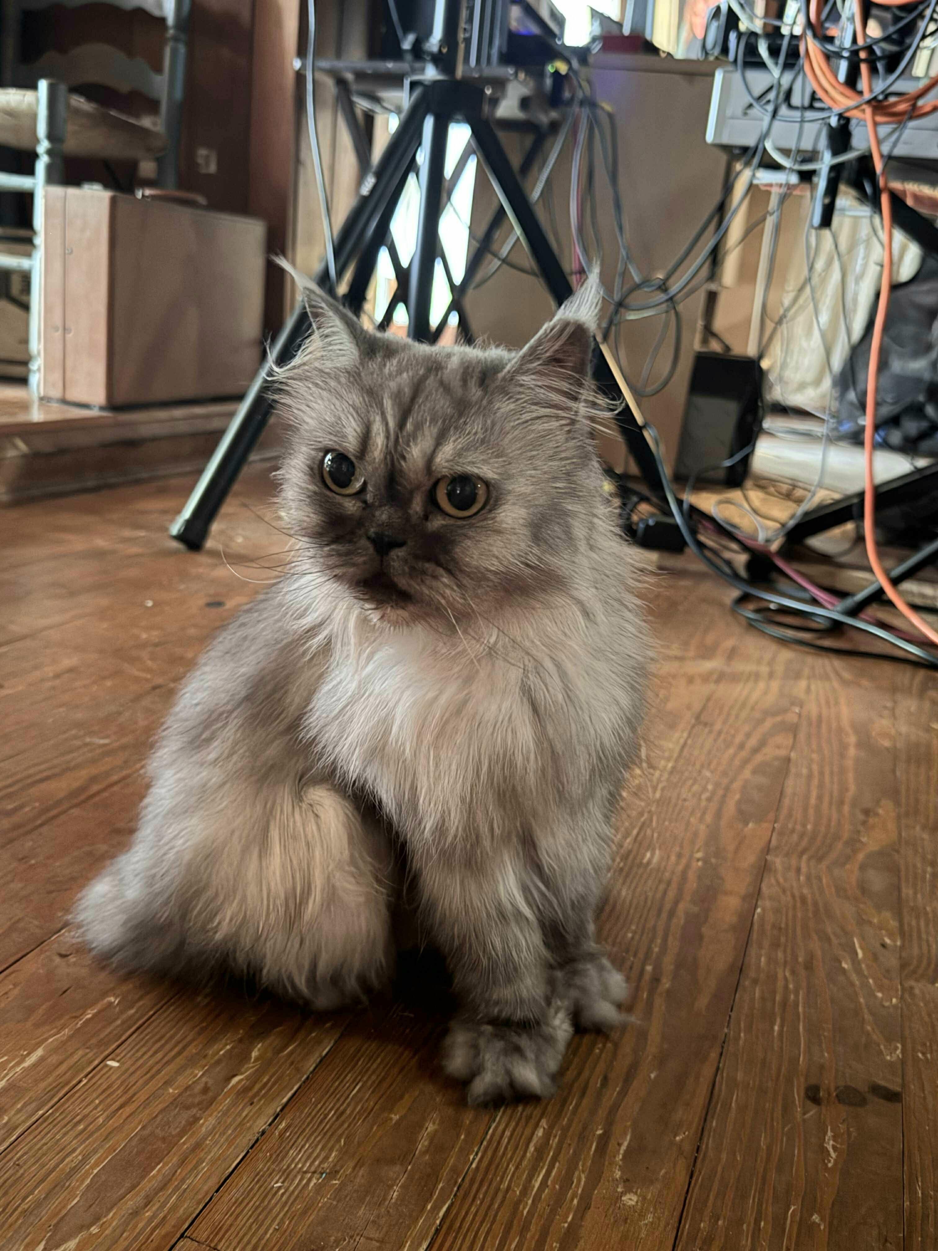Buddy (& Gizmo), a Adoptable Turkish Angora in Orlando, FL image 4/6