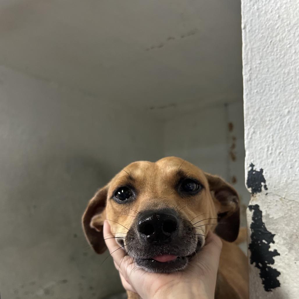Florinda (Lola), Adoptable, Adult Female Mixed Breed.