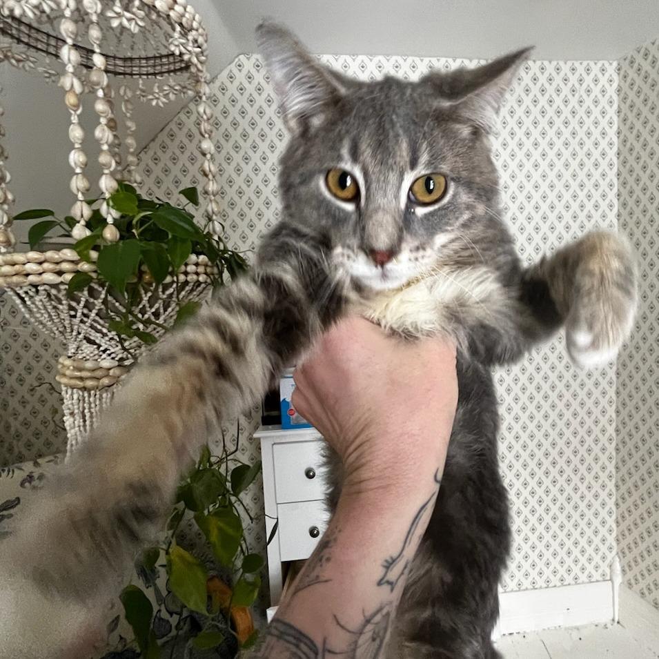 Wobbles **Cerebellar Hypoplasia aka Wobbly Cat Syndrome**