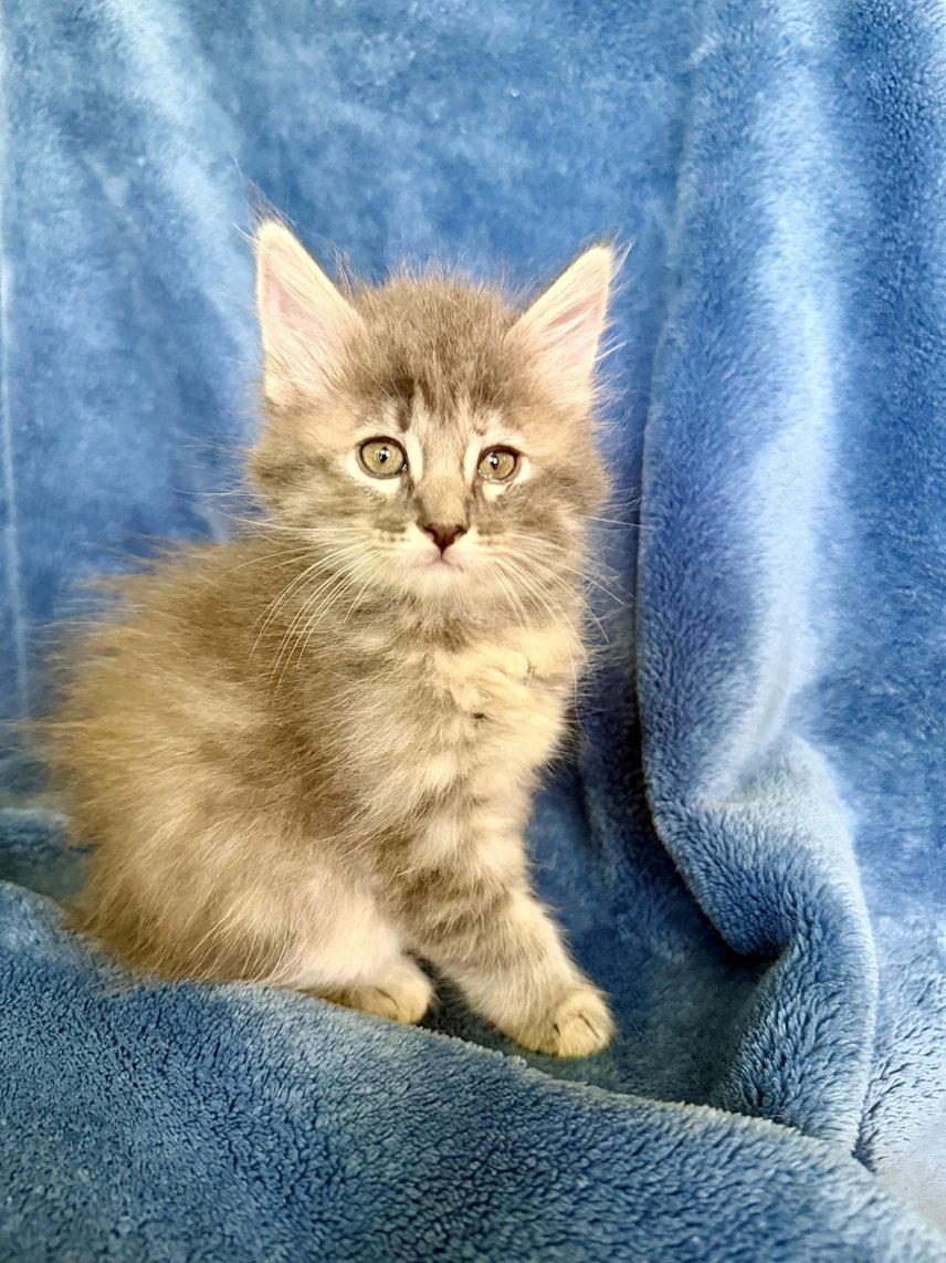 Aster 26, Adoptable, Kitten Female Maine Coon & Domestic Long Hair.