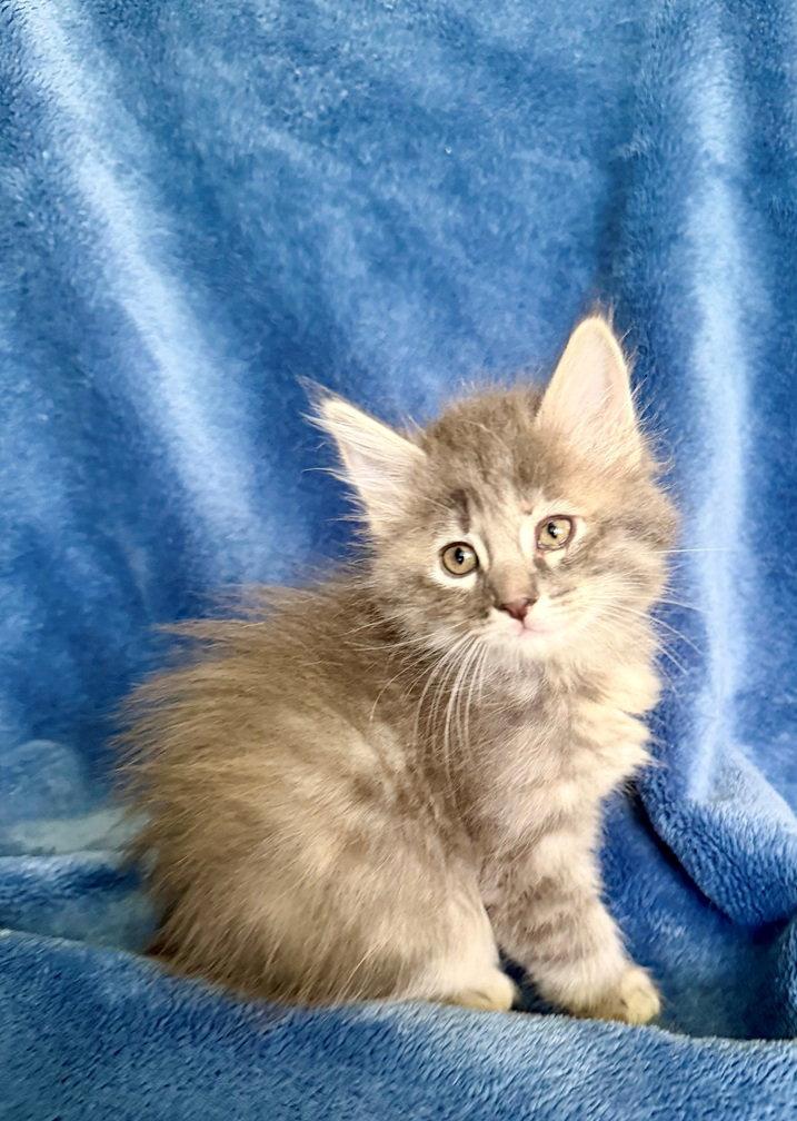 Aster 26, a Adoptable mixed breed in Nashville, TN image 2/3