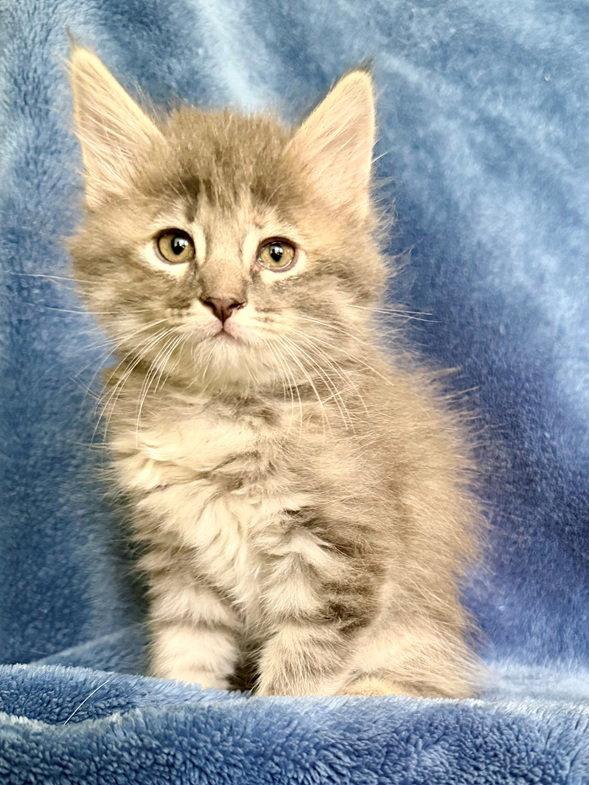 Aster 26, a Adoptable mixed breed in Nashville, TN image 3/3