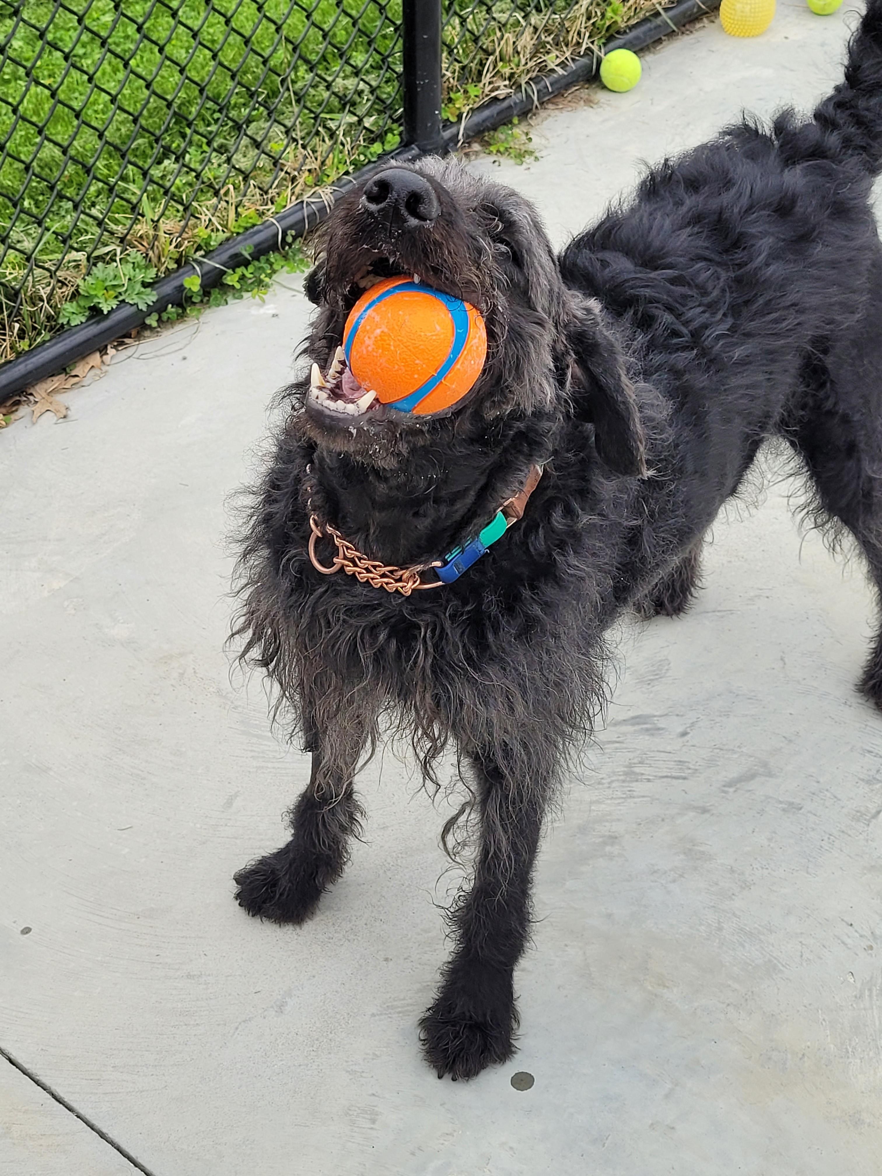 Wolfie, a ADOPTABLE Mixed Breed in North Attleboro, MA image 4/4