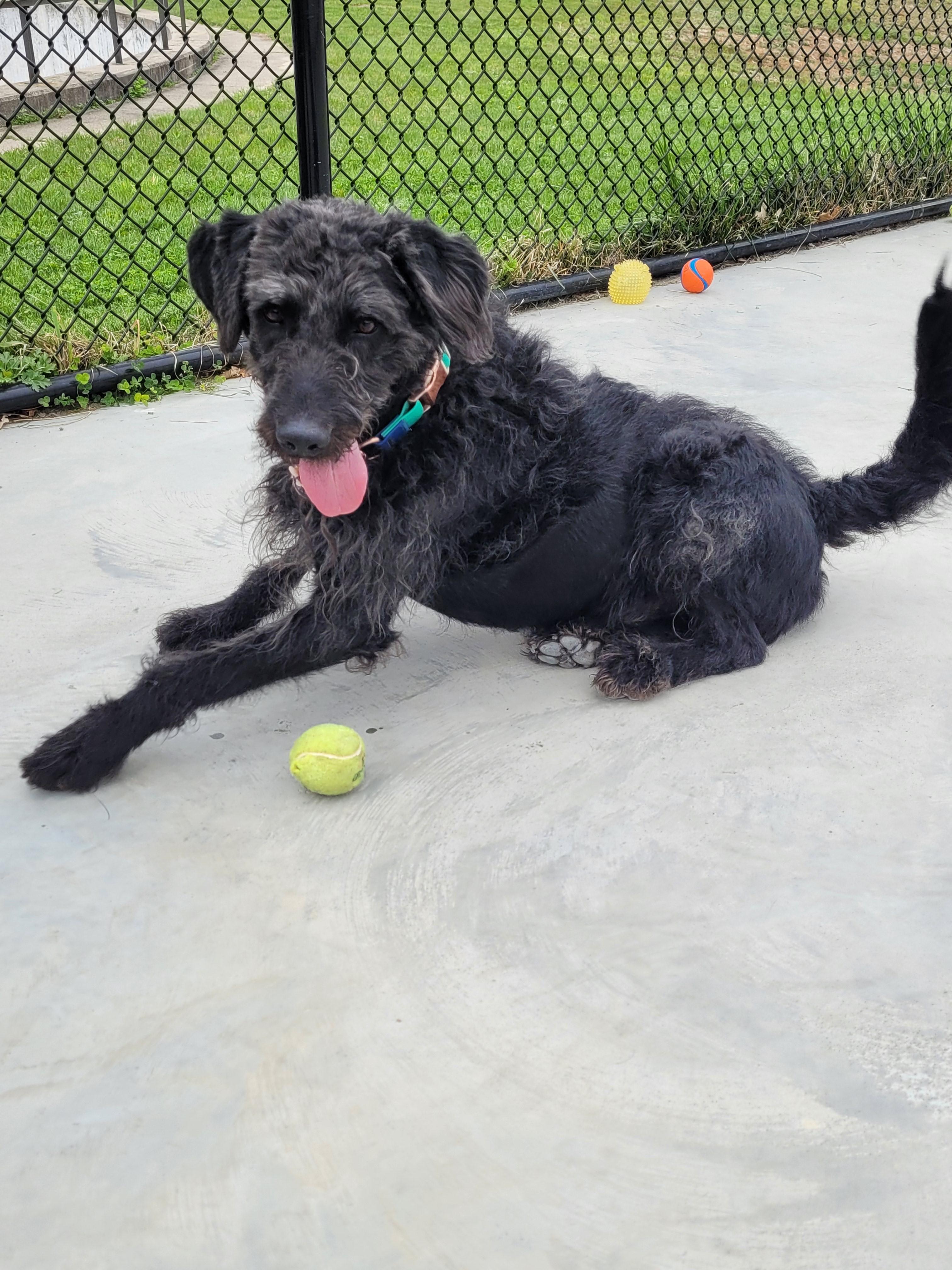 Wolfie, a ADOPTABLE Mixed Breed in North Attleboro, MA image 2/4