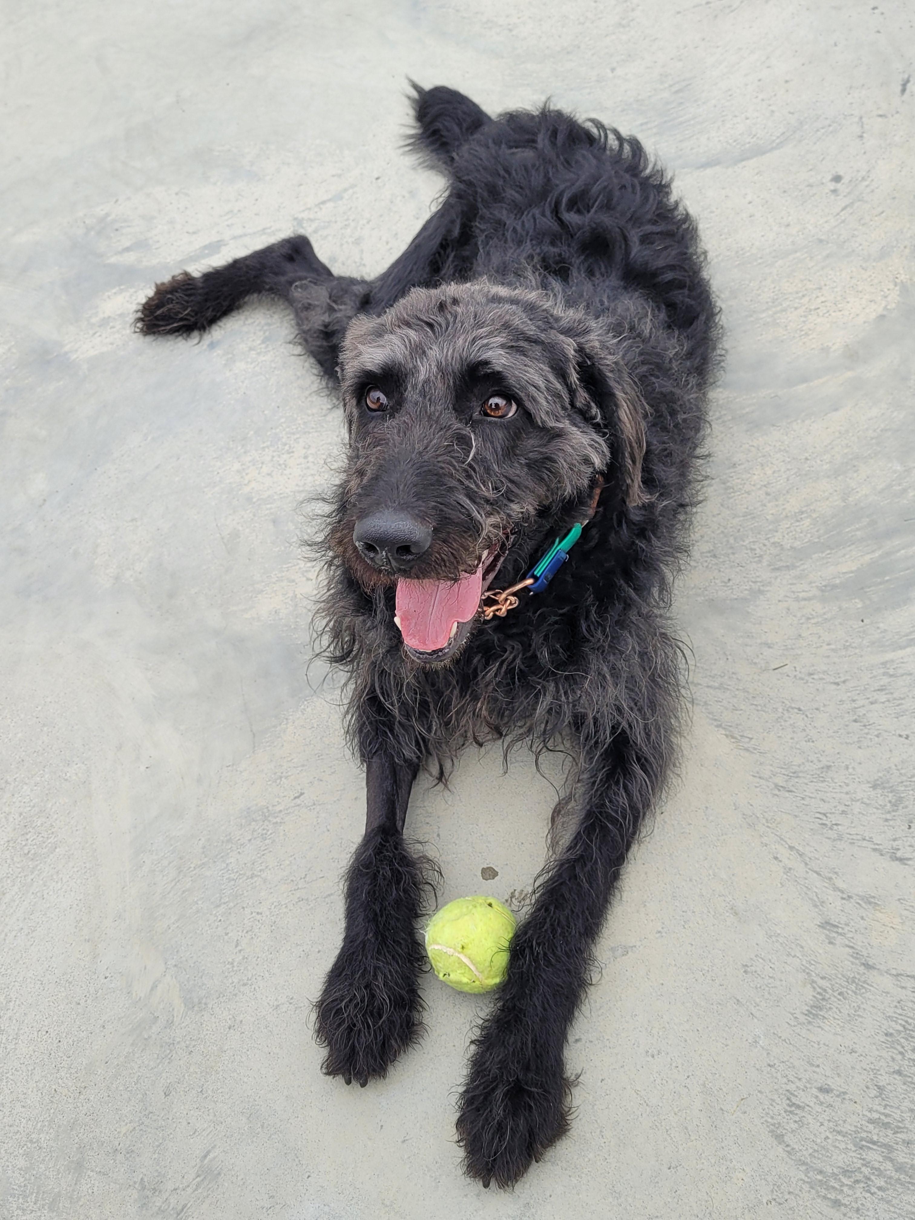 Wolfie, ADOPTABLE, Adult Male Mixed Breed.