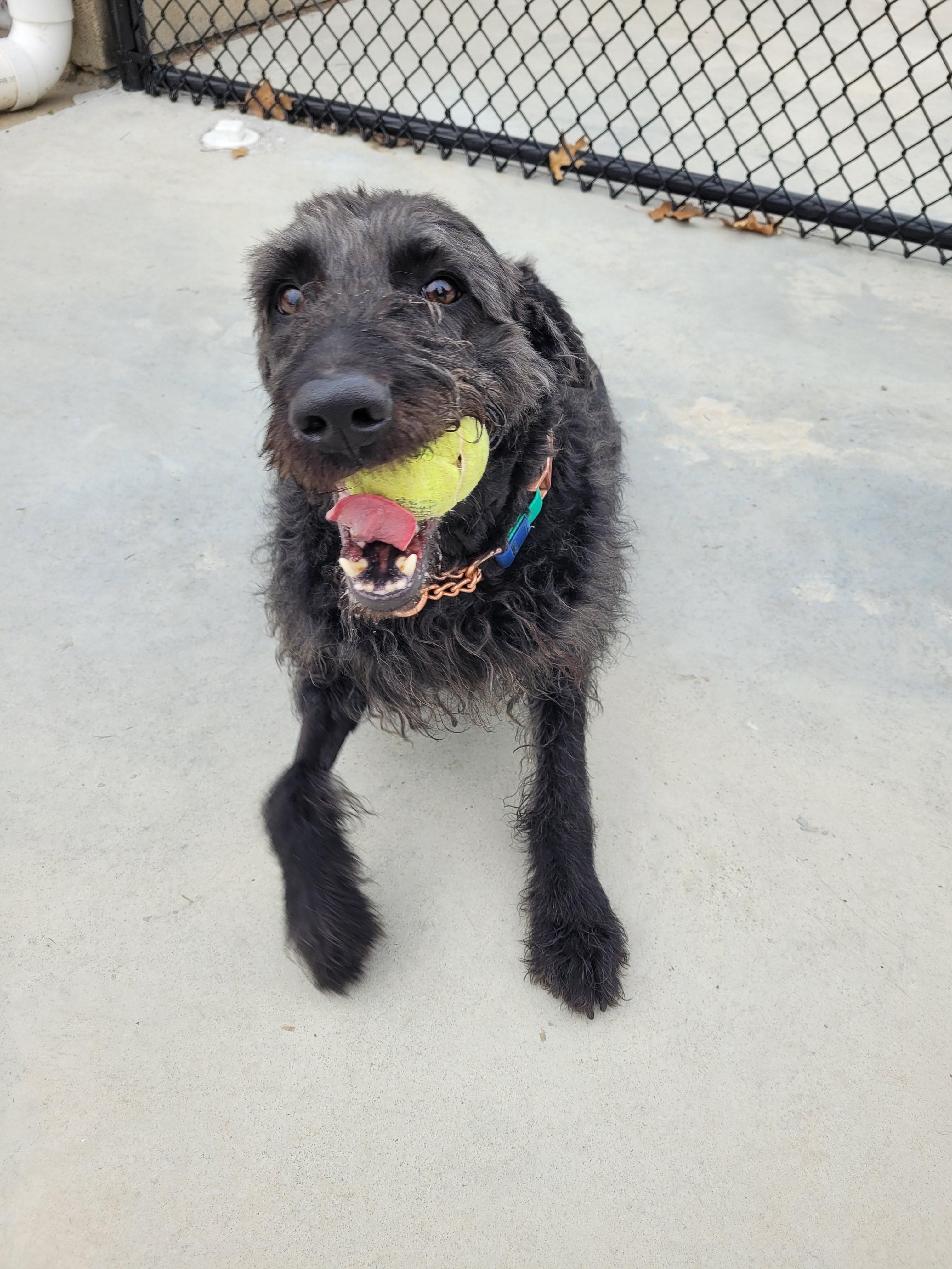 Wolfie, a ADOPTABLE Mixed Breed in North Attleboro, MA image 3/4