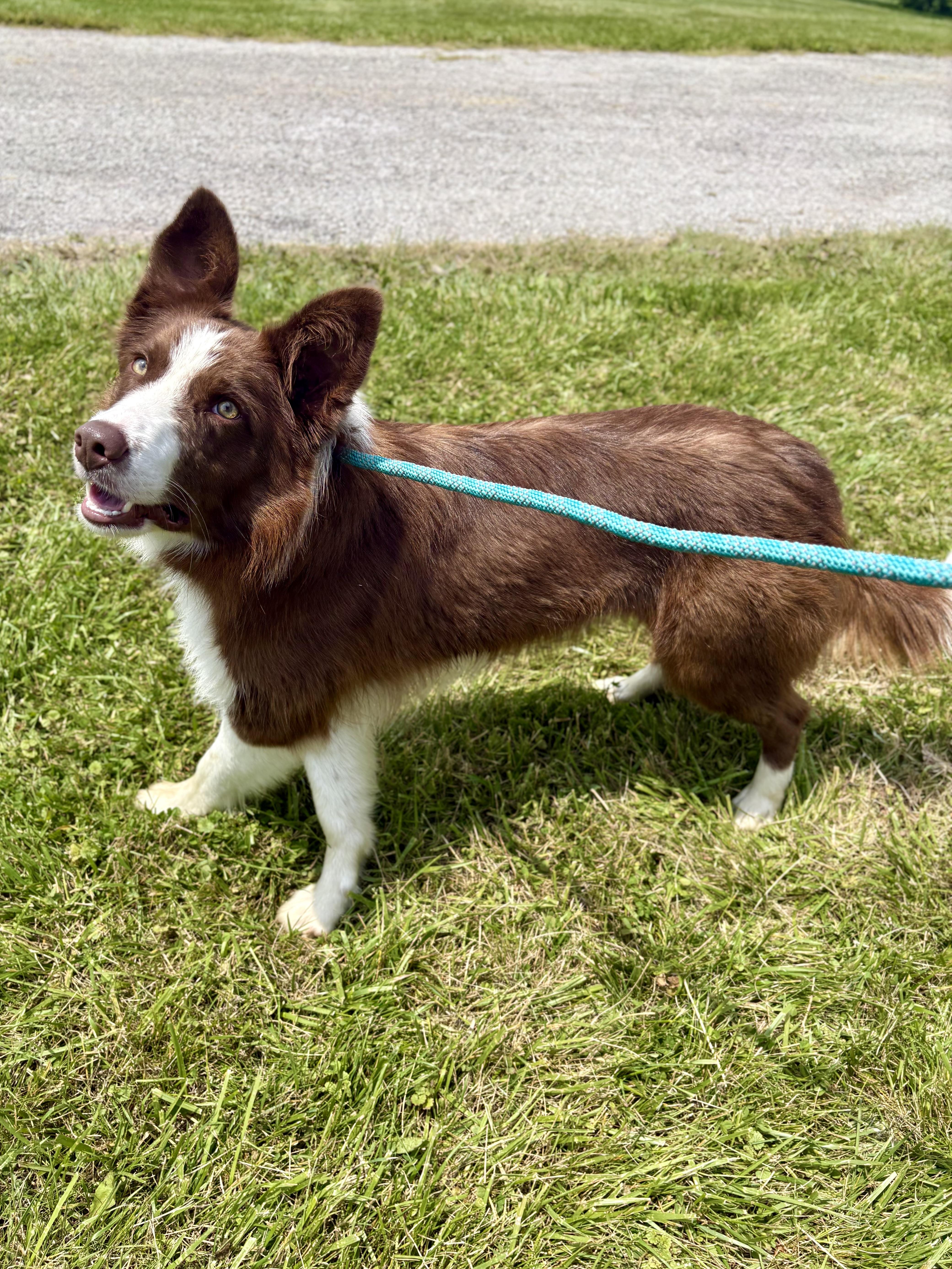 Henna, Adoptable, Adult Male Border Collie.