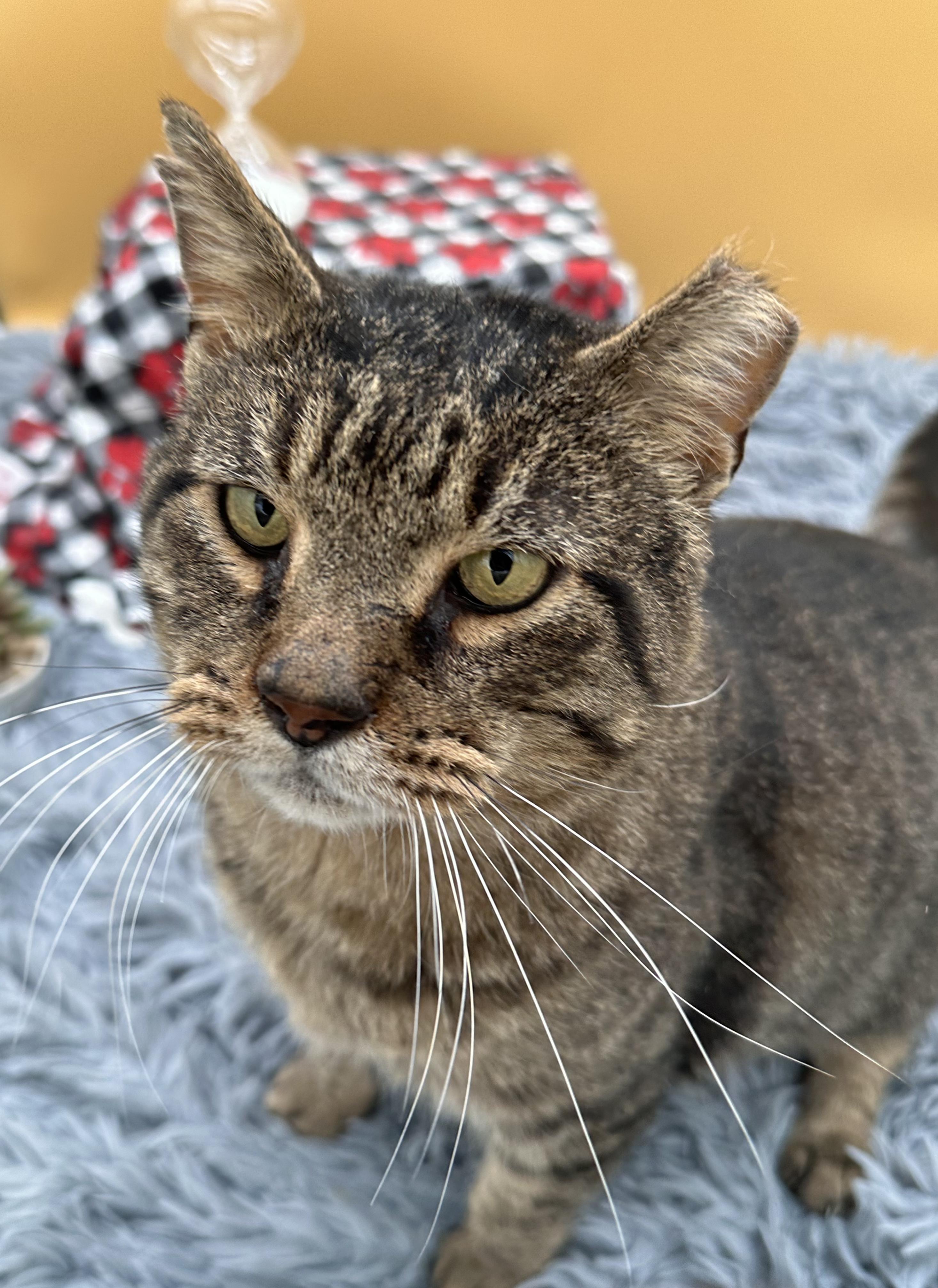 Altair, Adoptable, Senior Male Domestic Short Hair.