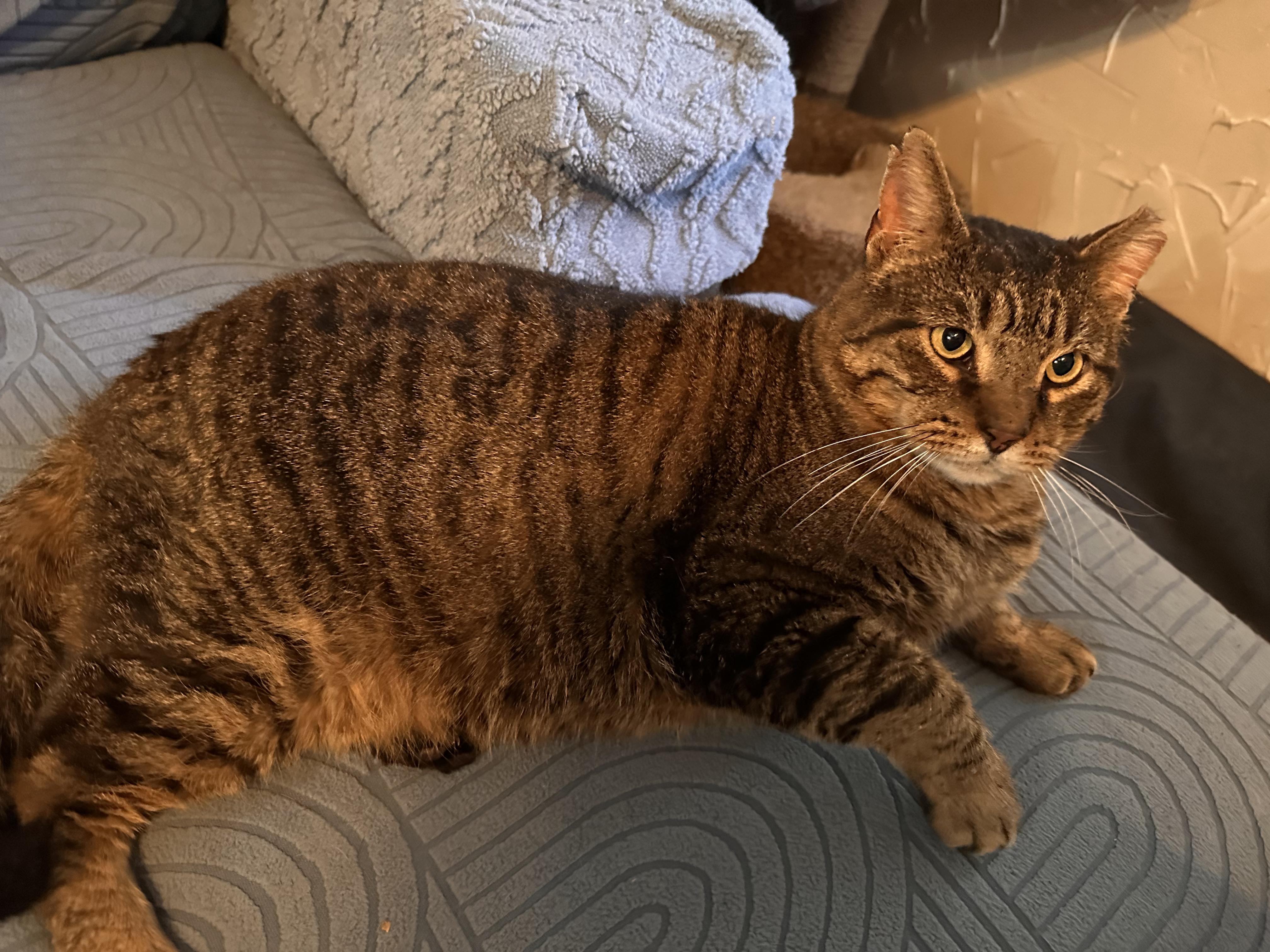 Enlarge Altair, a Adoptable Domestic Short Hair in Lubbock, TX image 3/3