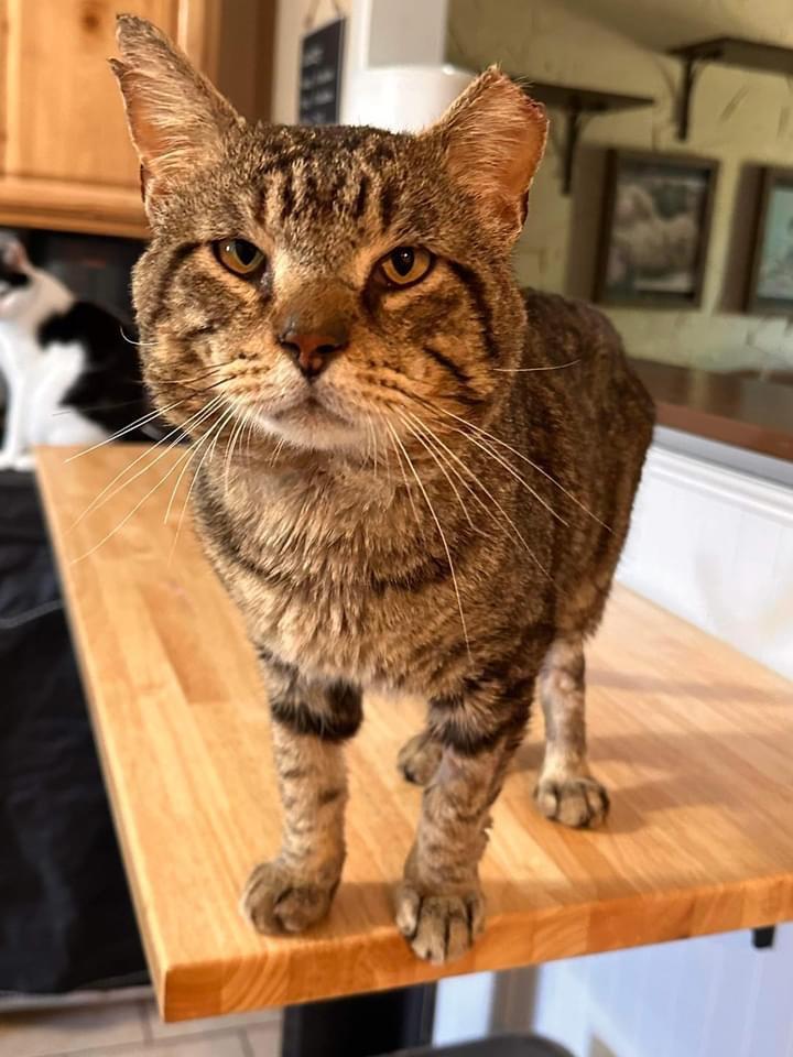 Enlarge Altair, a Adoptable Domestic Short Hair in Lubbock, TX image 2/3